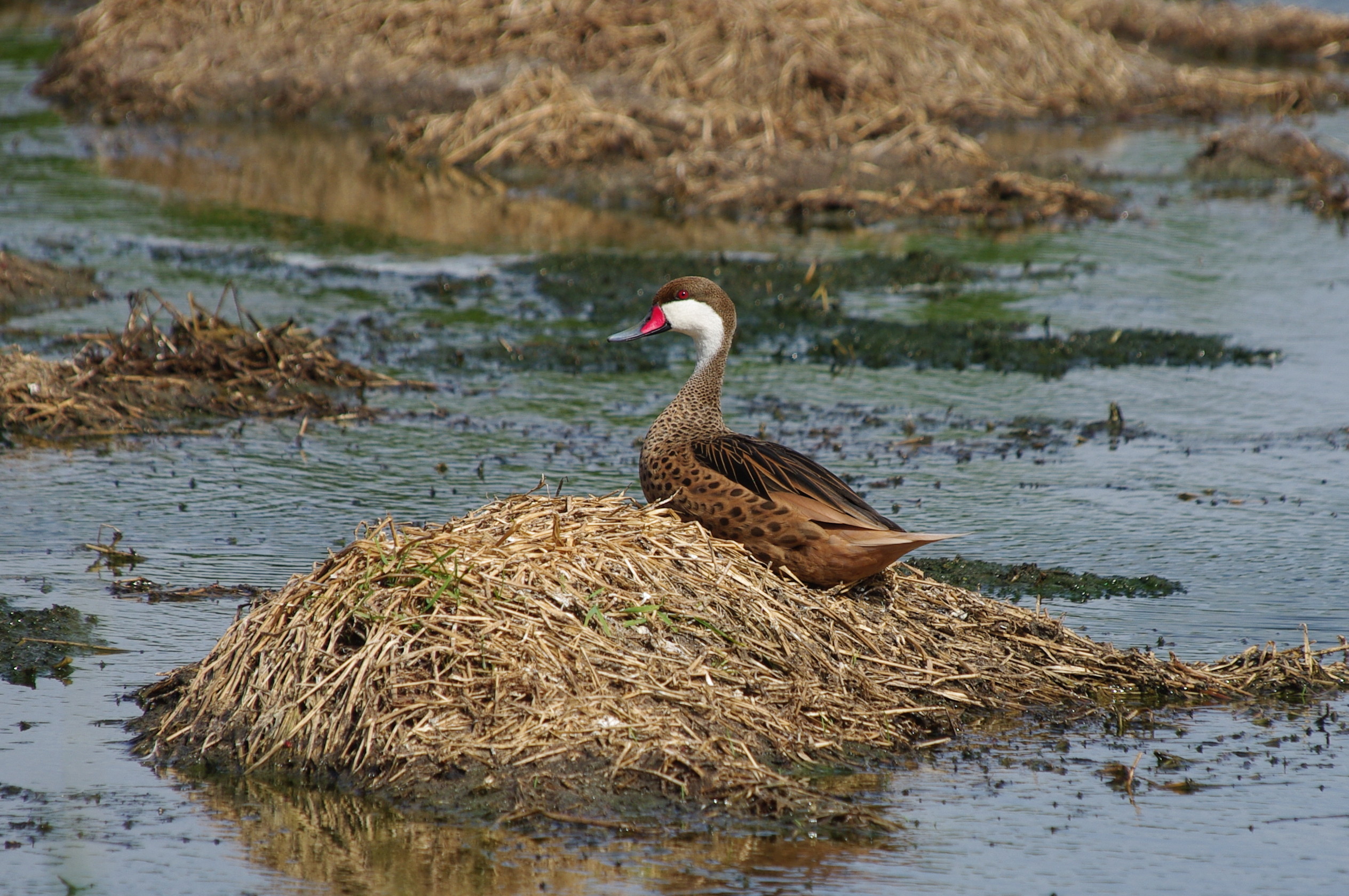 Species photo 9