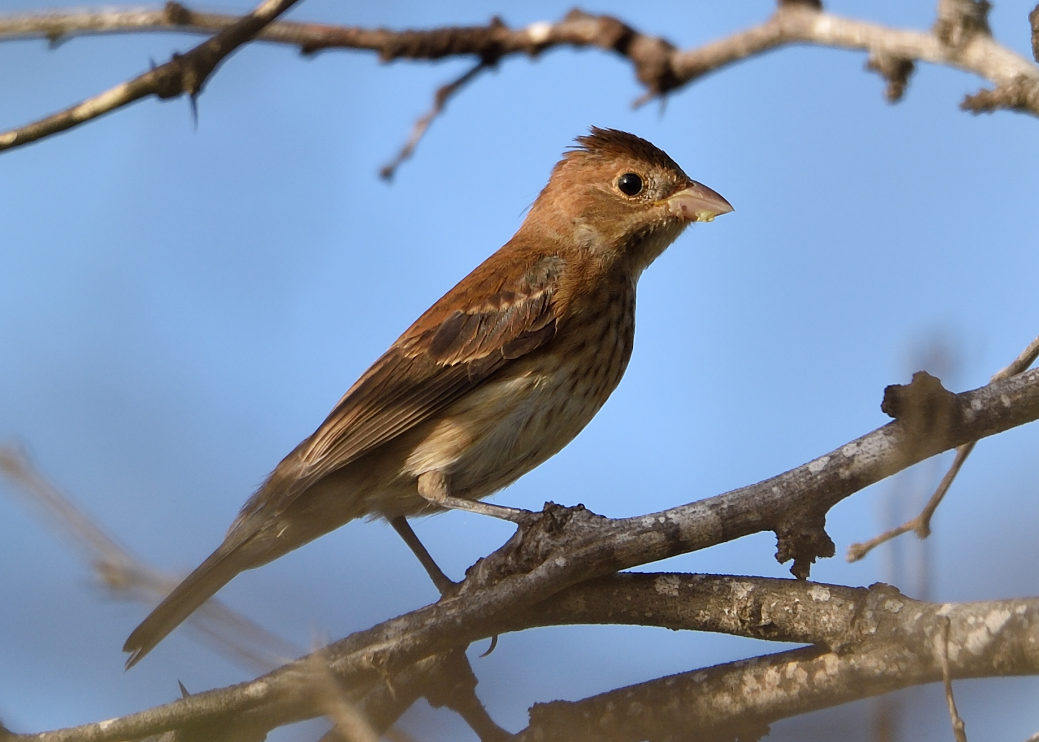 Passerina cyanea