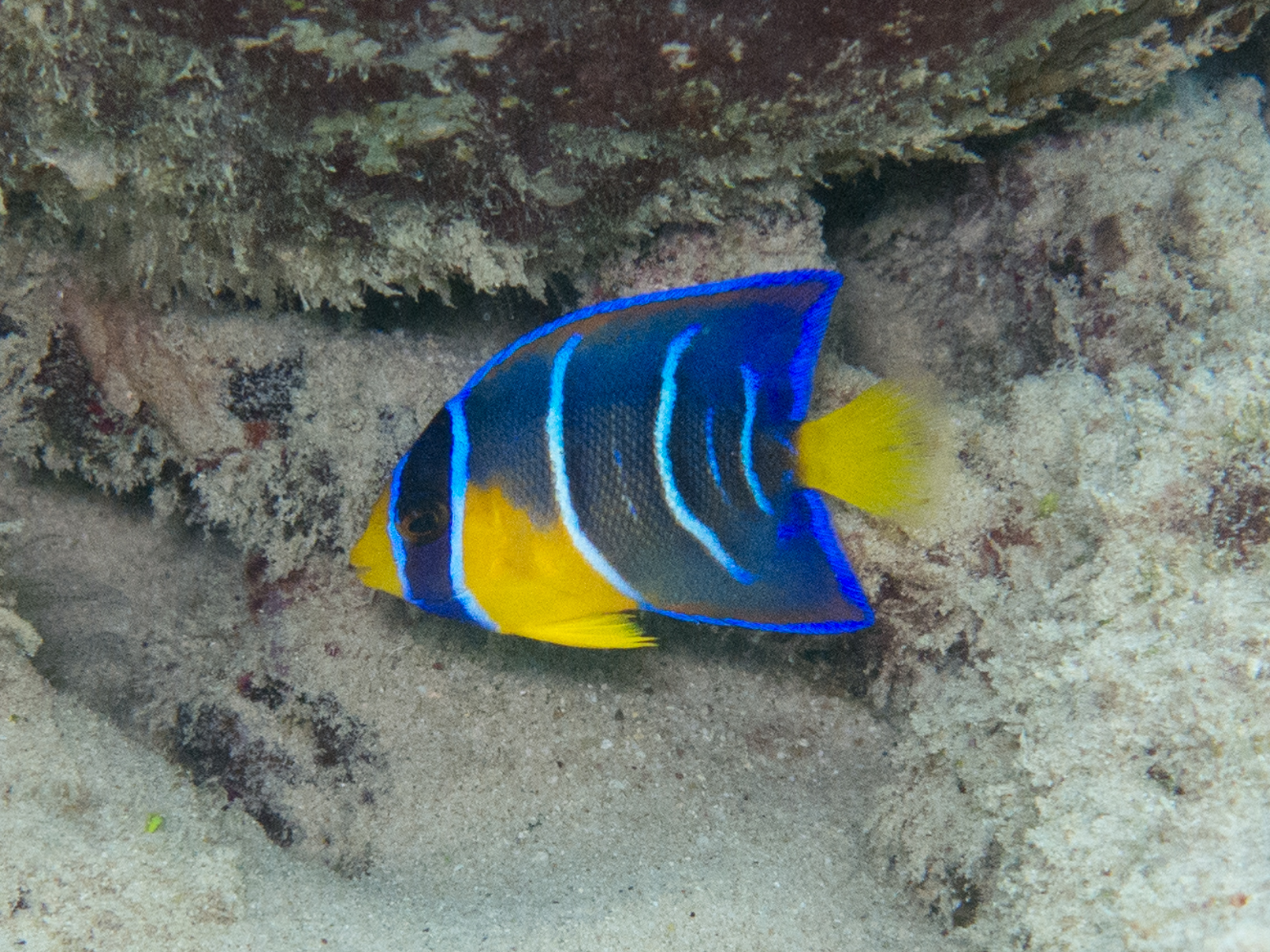 Queen Angelfish