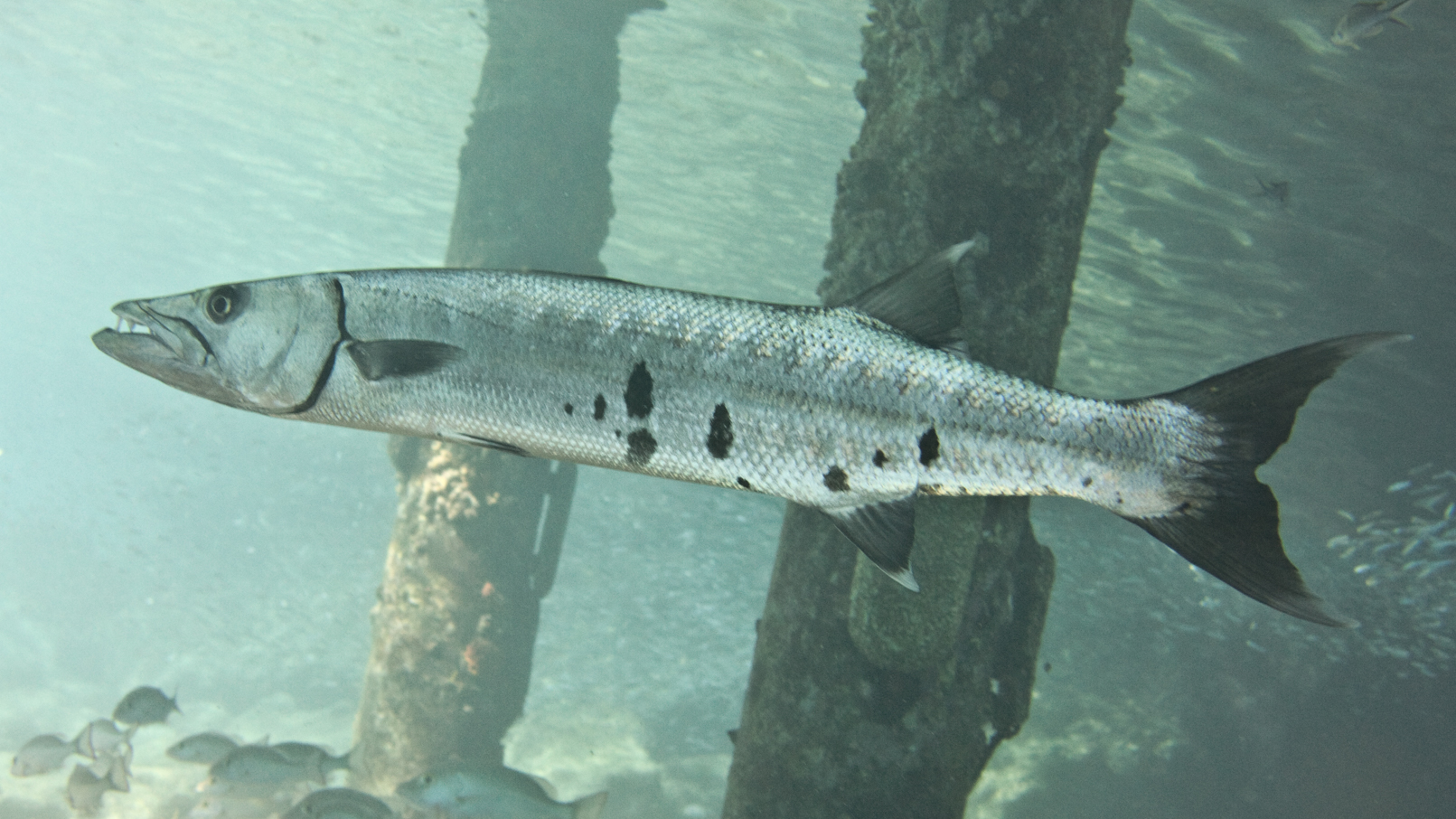 Great Barracuda