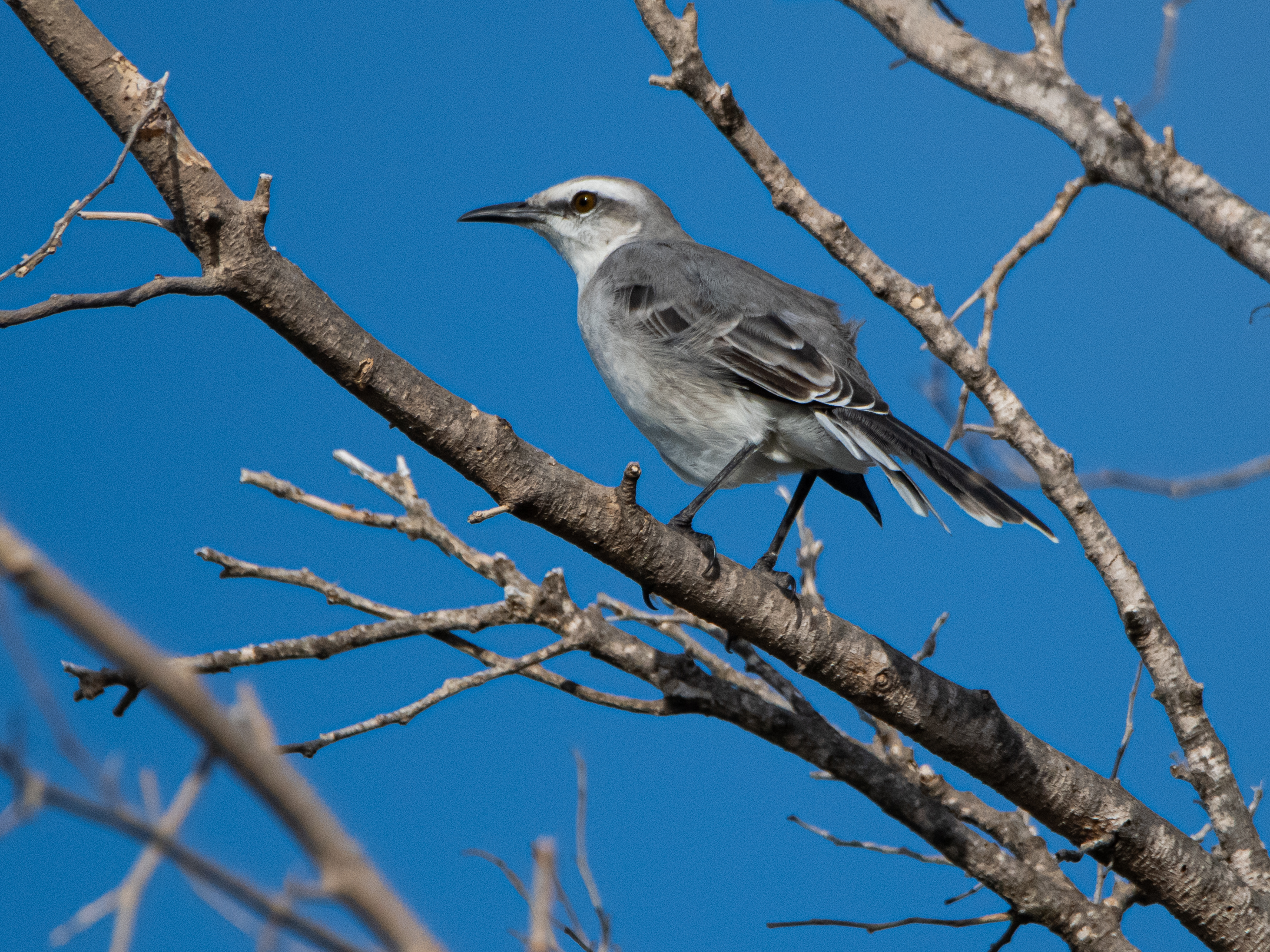 Mimus gilvus