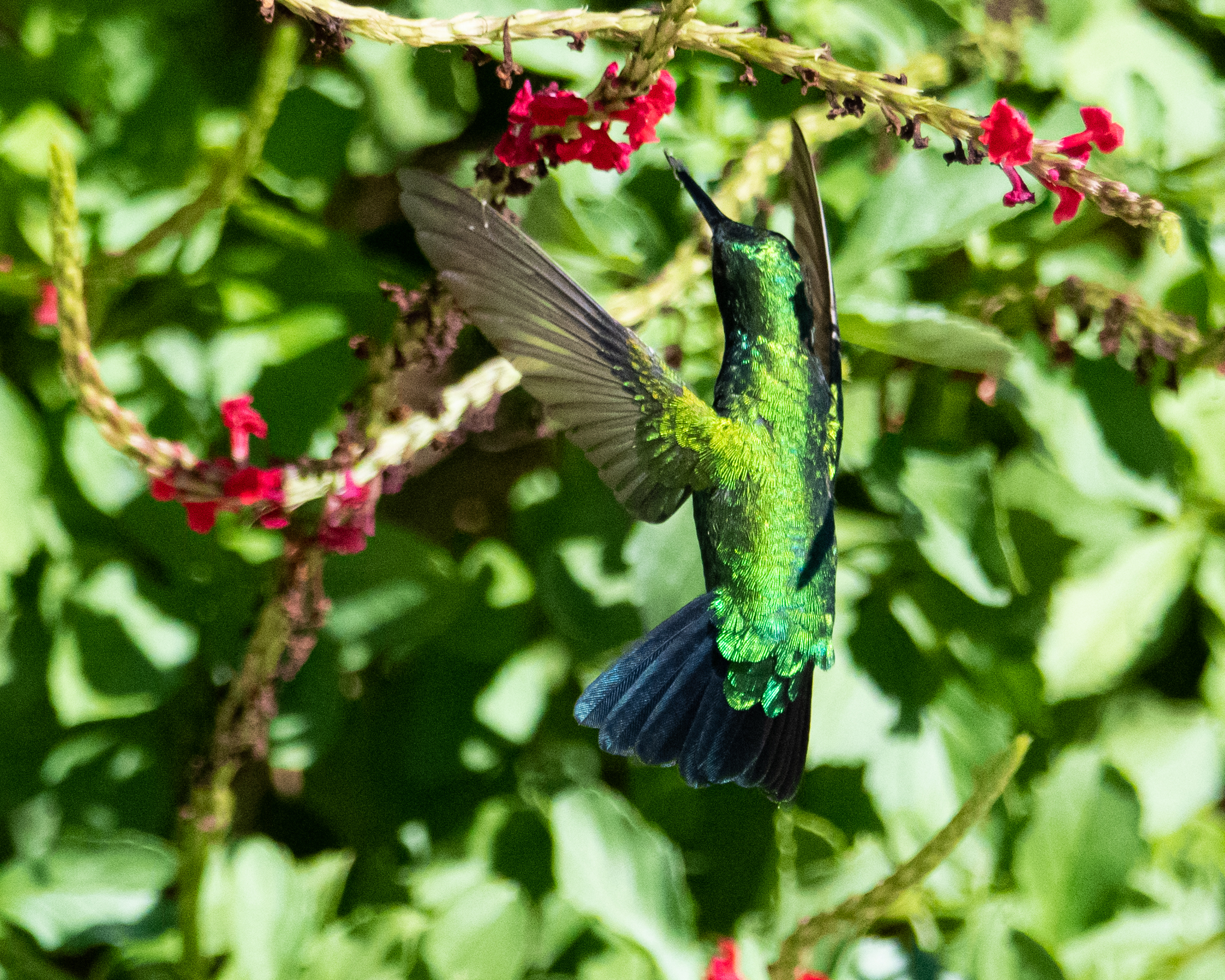 Species photo 7
