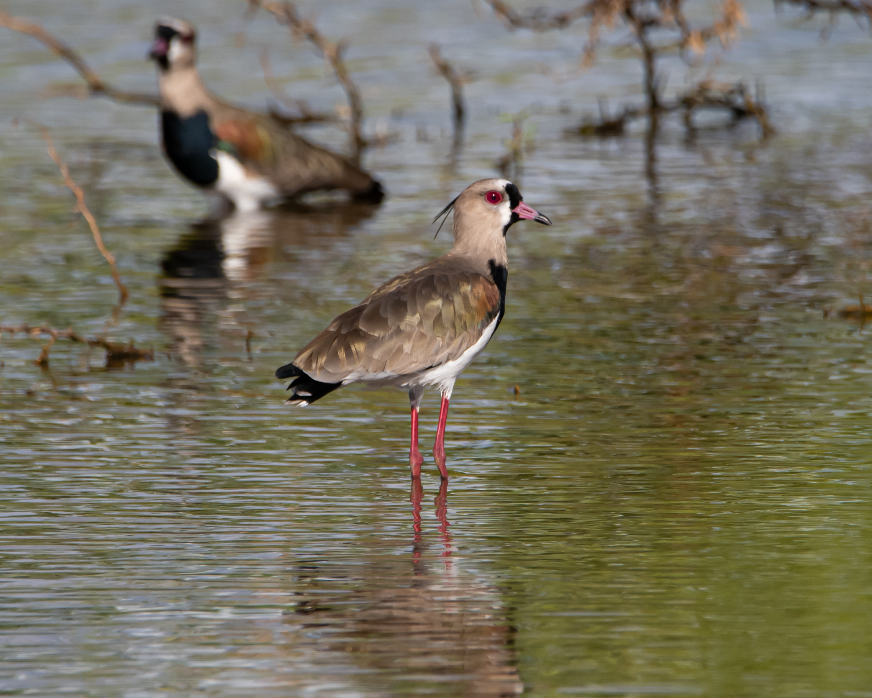Species photo 7