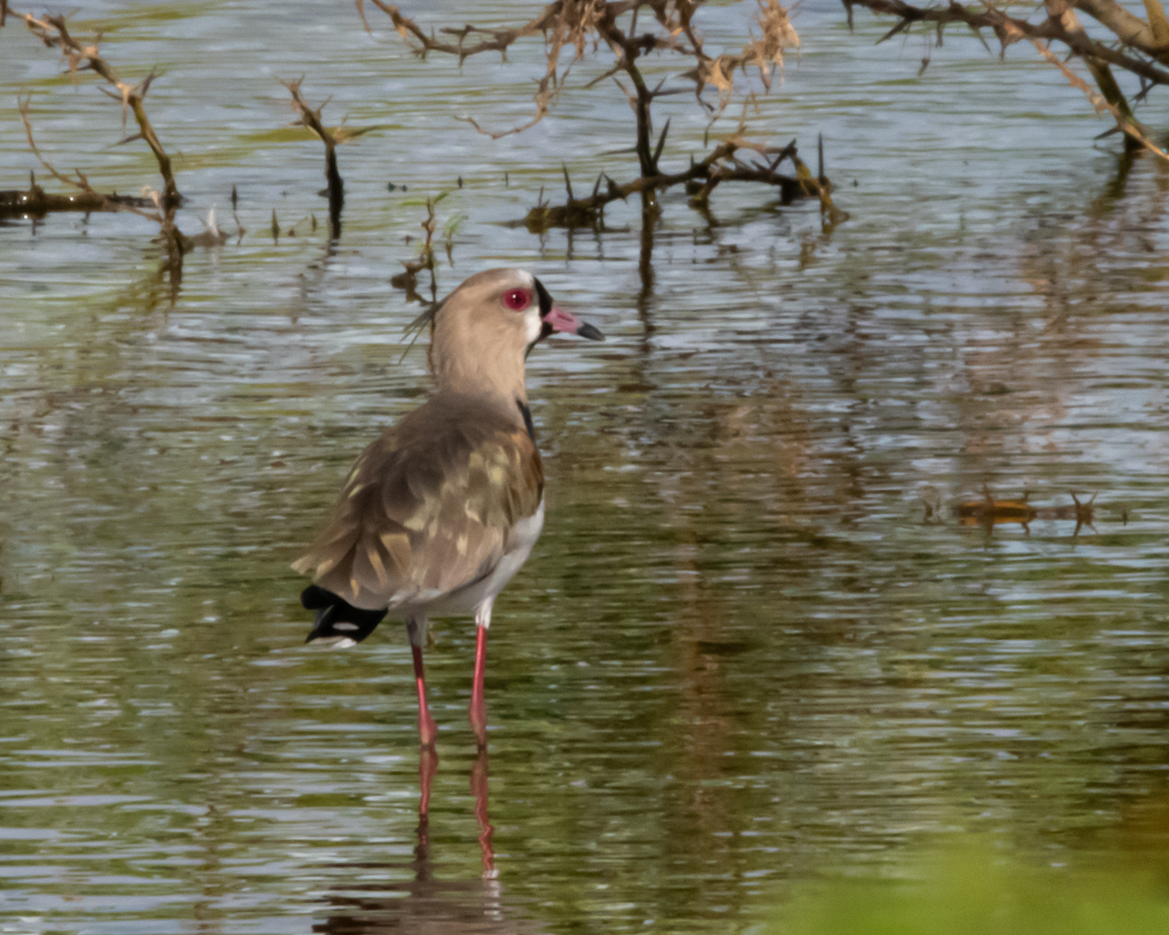 Species photo 9