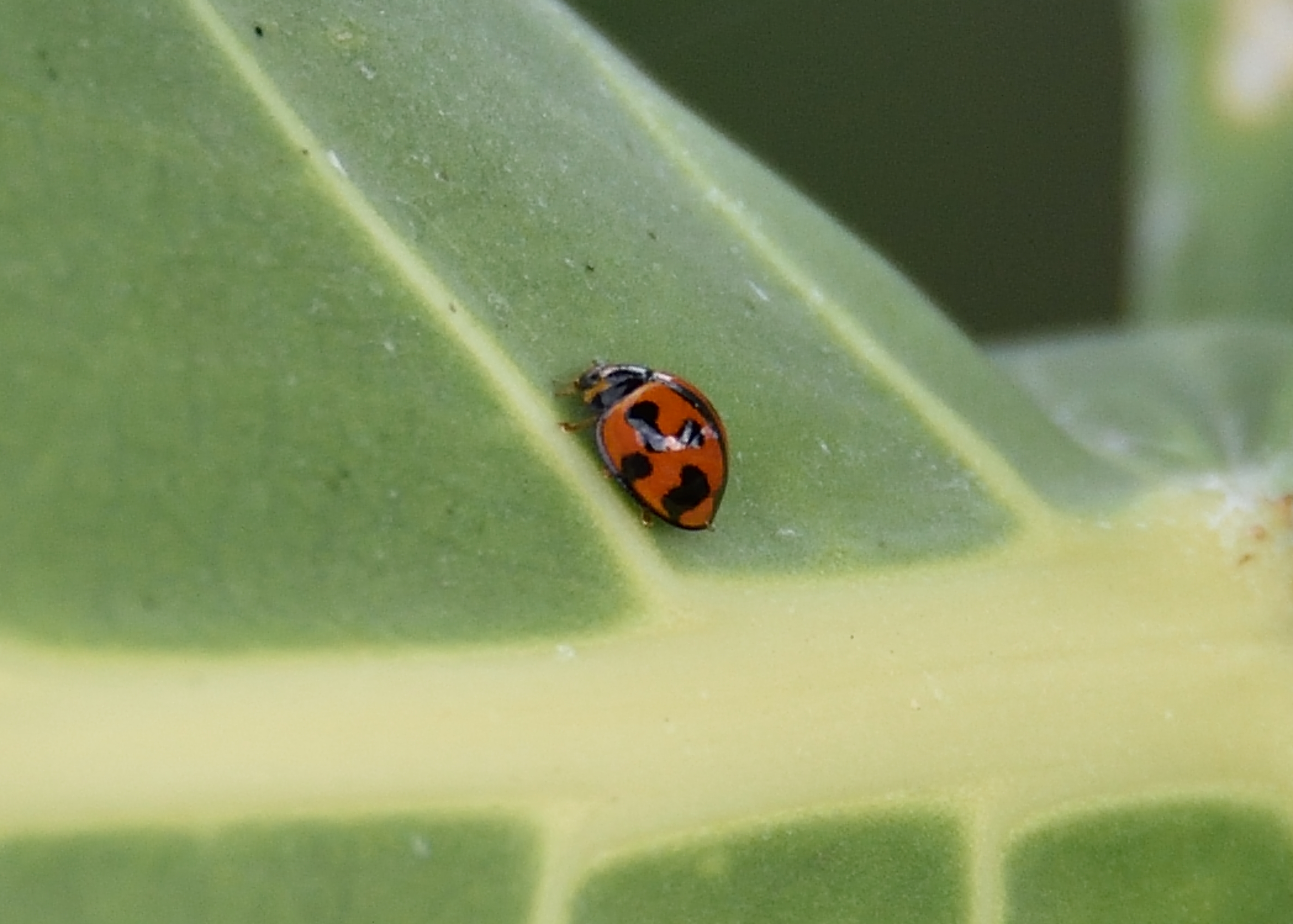 Coelophora inaequalis