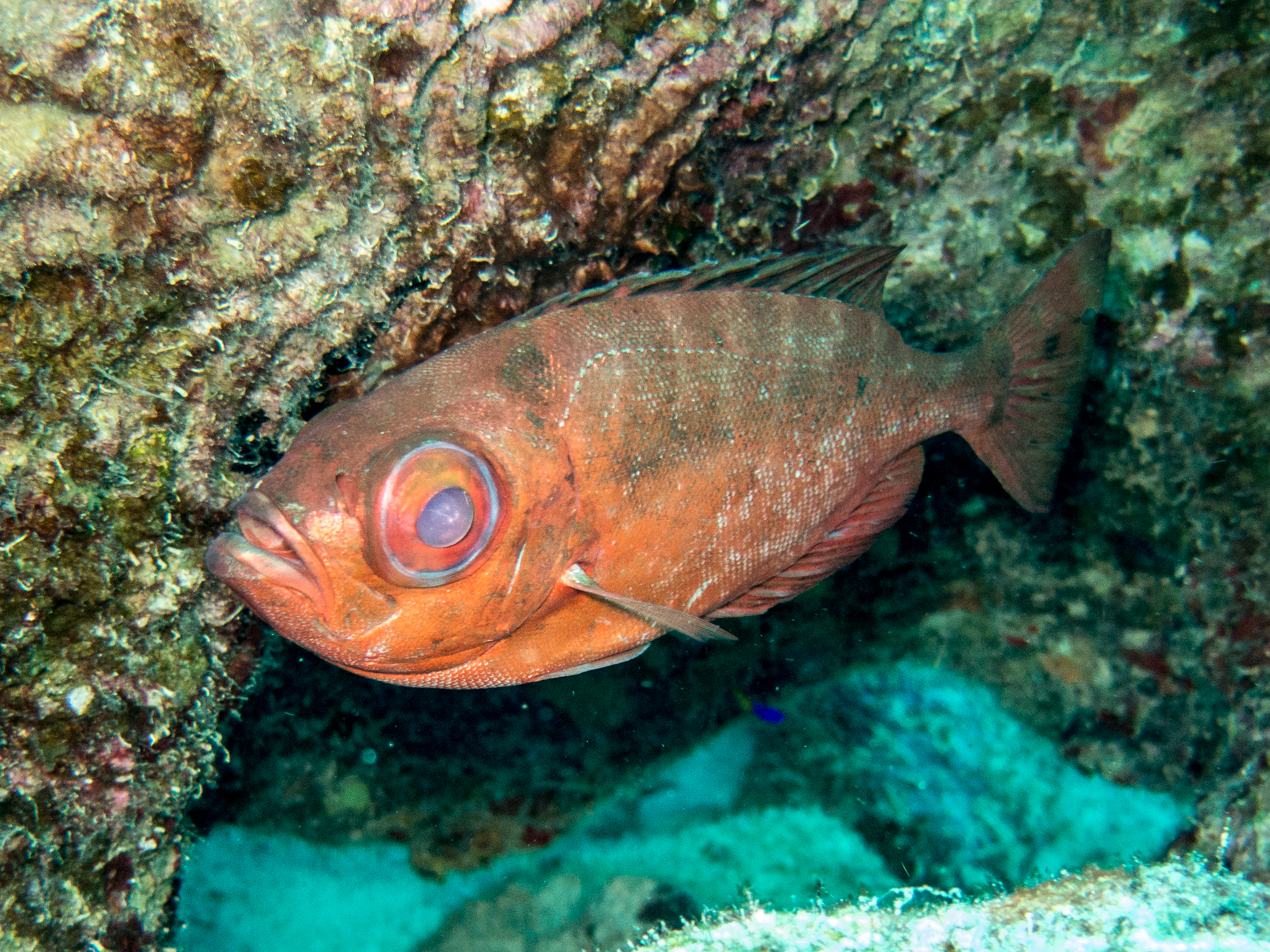 Heteropriacanthus cruentatus