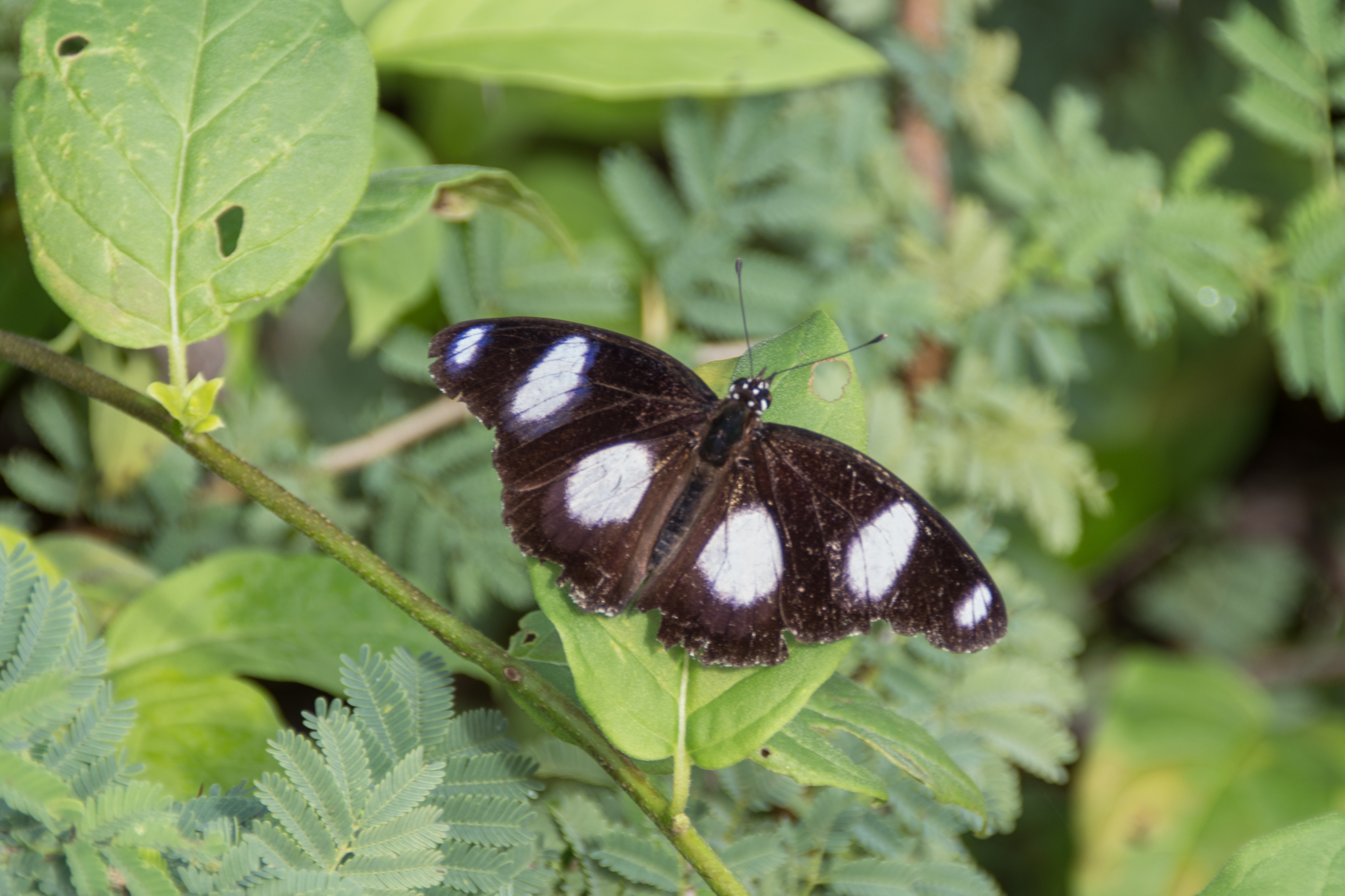 Hypolimnas misippus