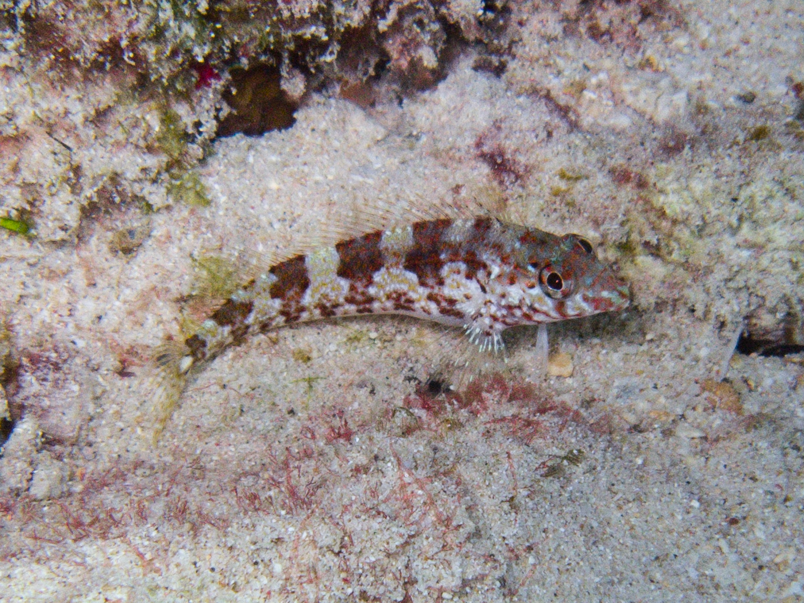 Saddled Blenny