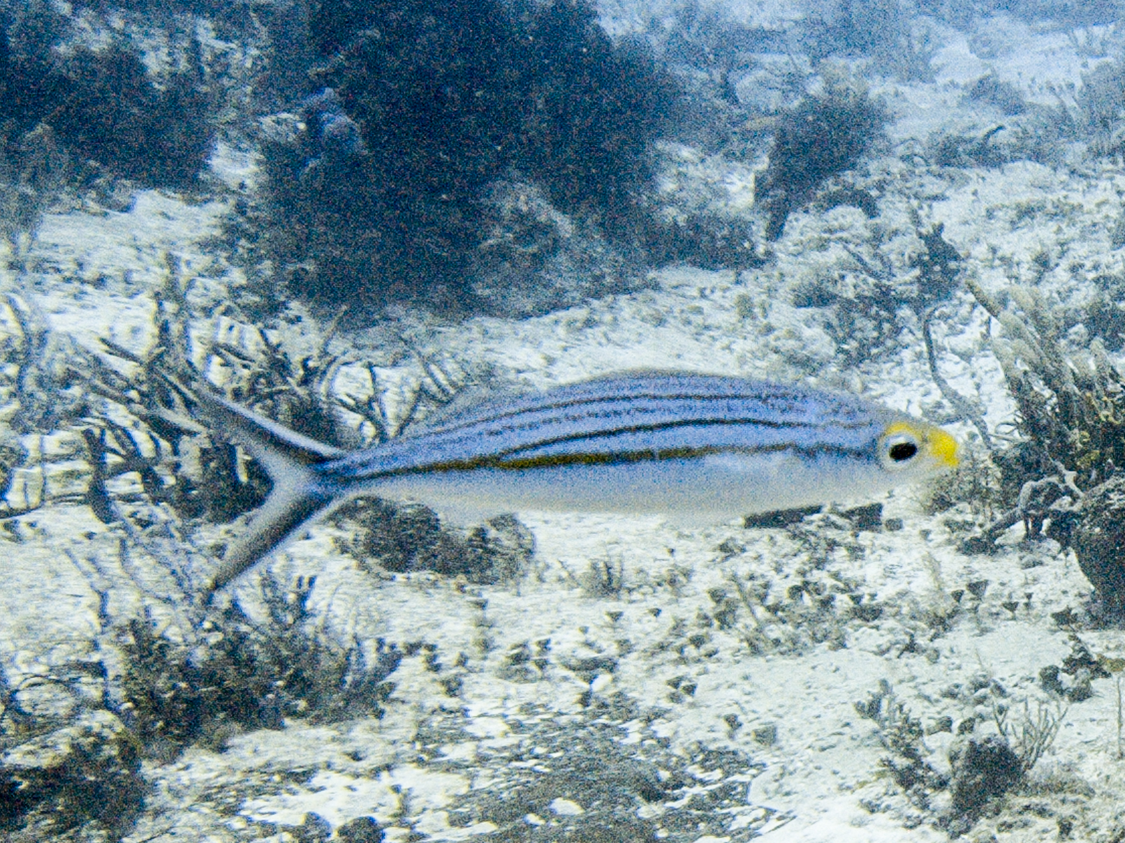 Boga