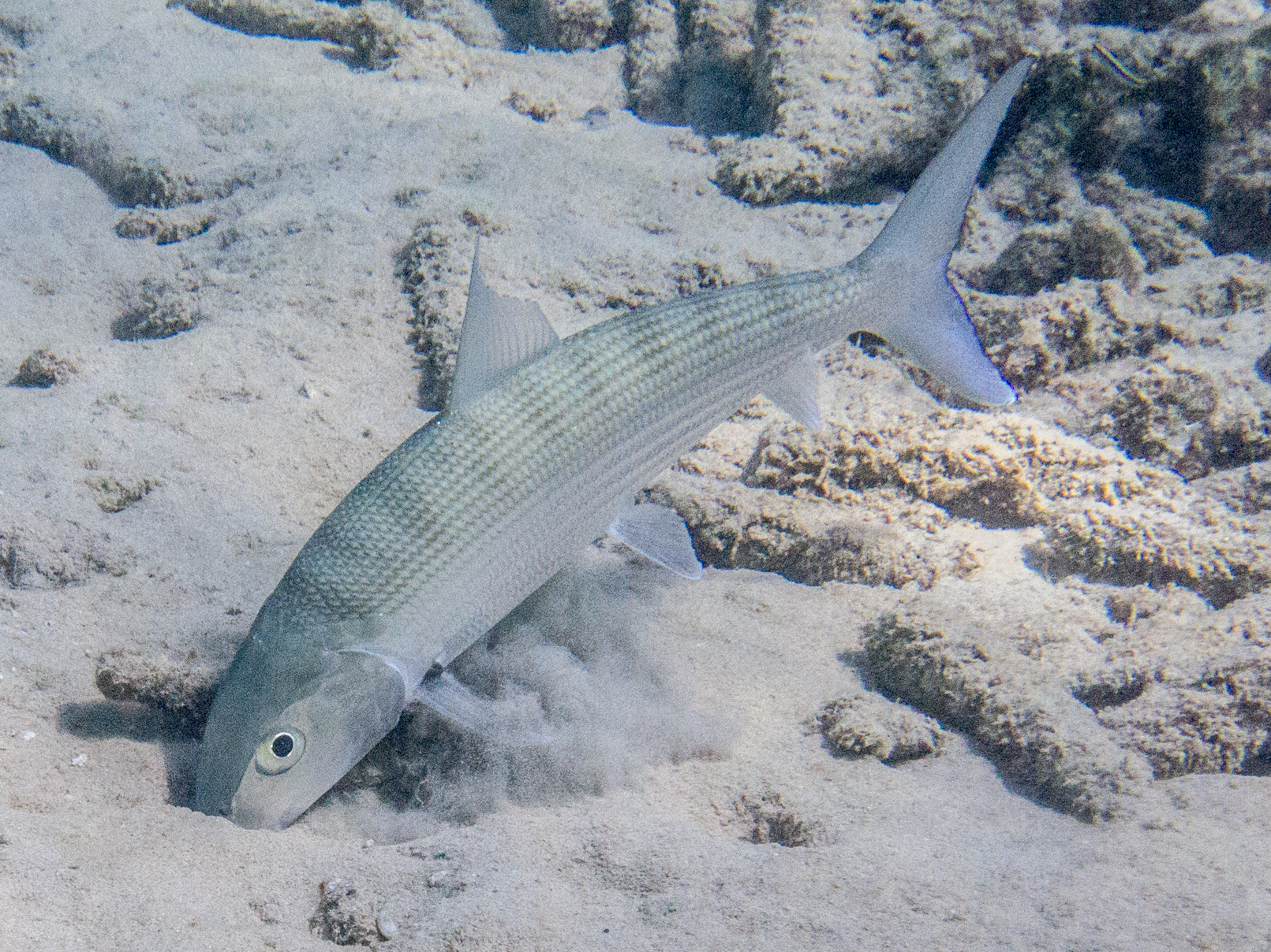 Albula vulpes