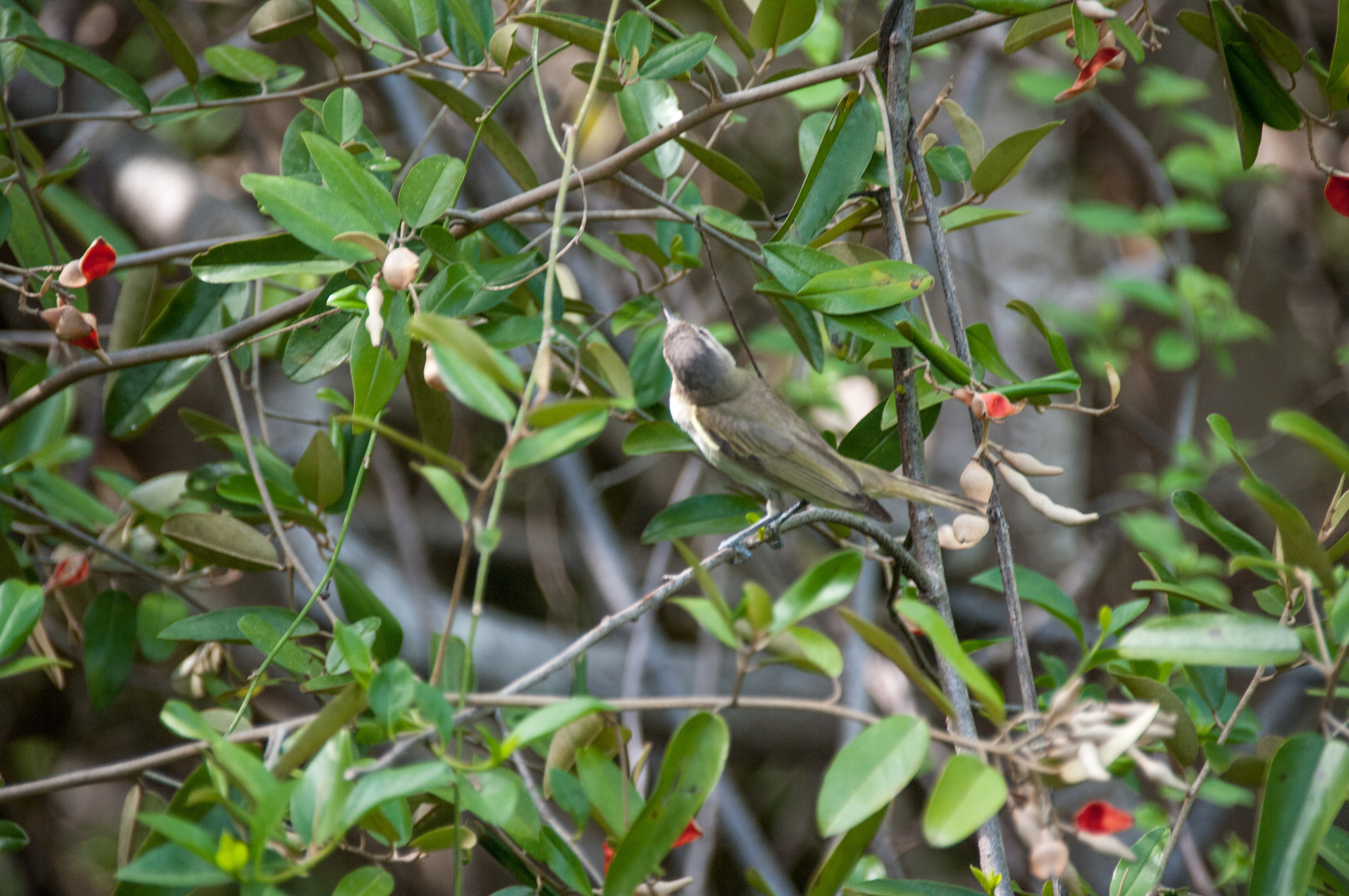 Vireo chivi