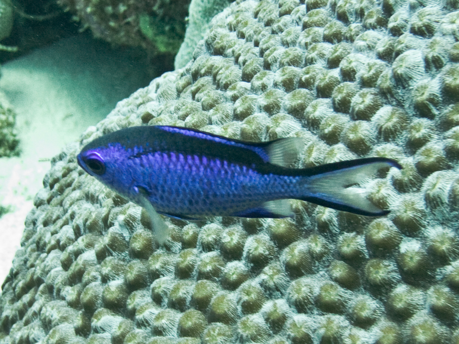 Chromis cyanea