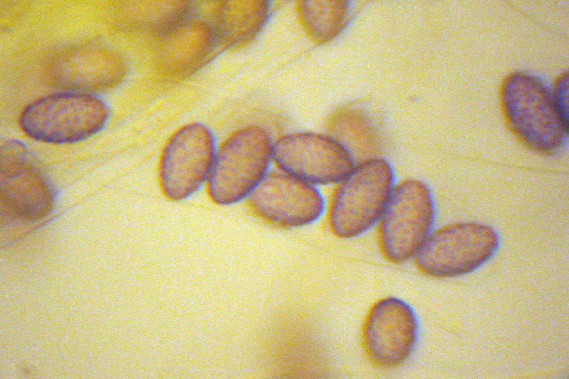 Ascobolus lineolatus