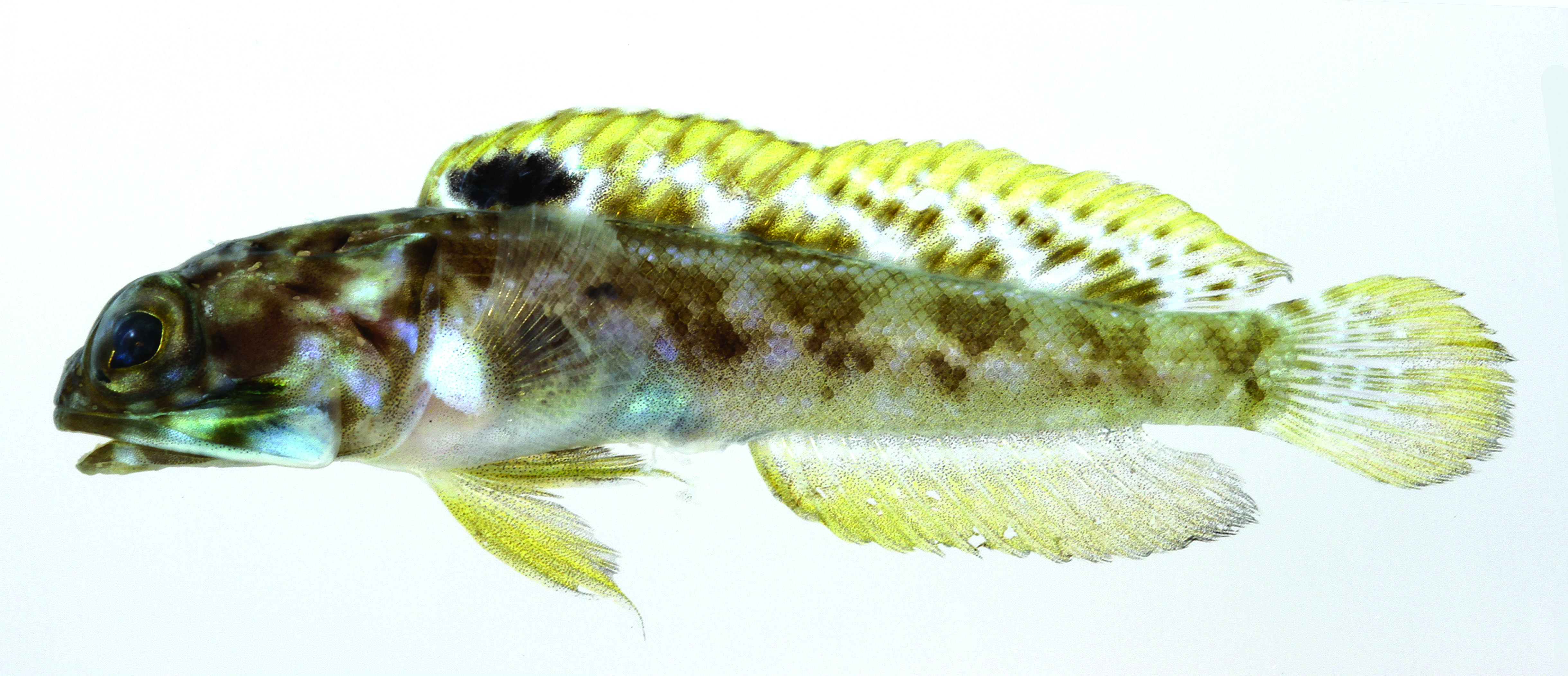 Curaçao Jawfish