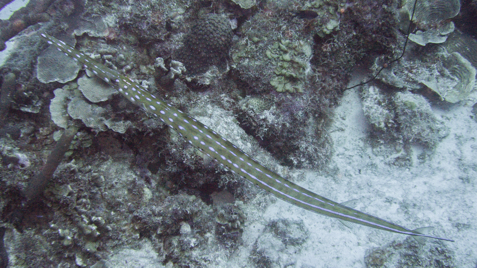 Fistularia tabacaria