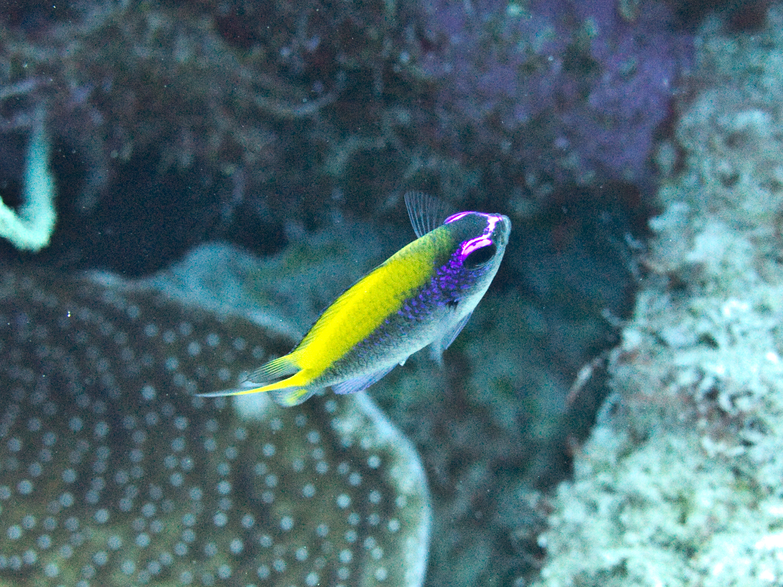 Chromis insolata