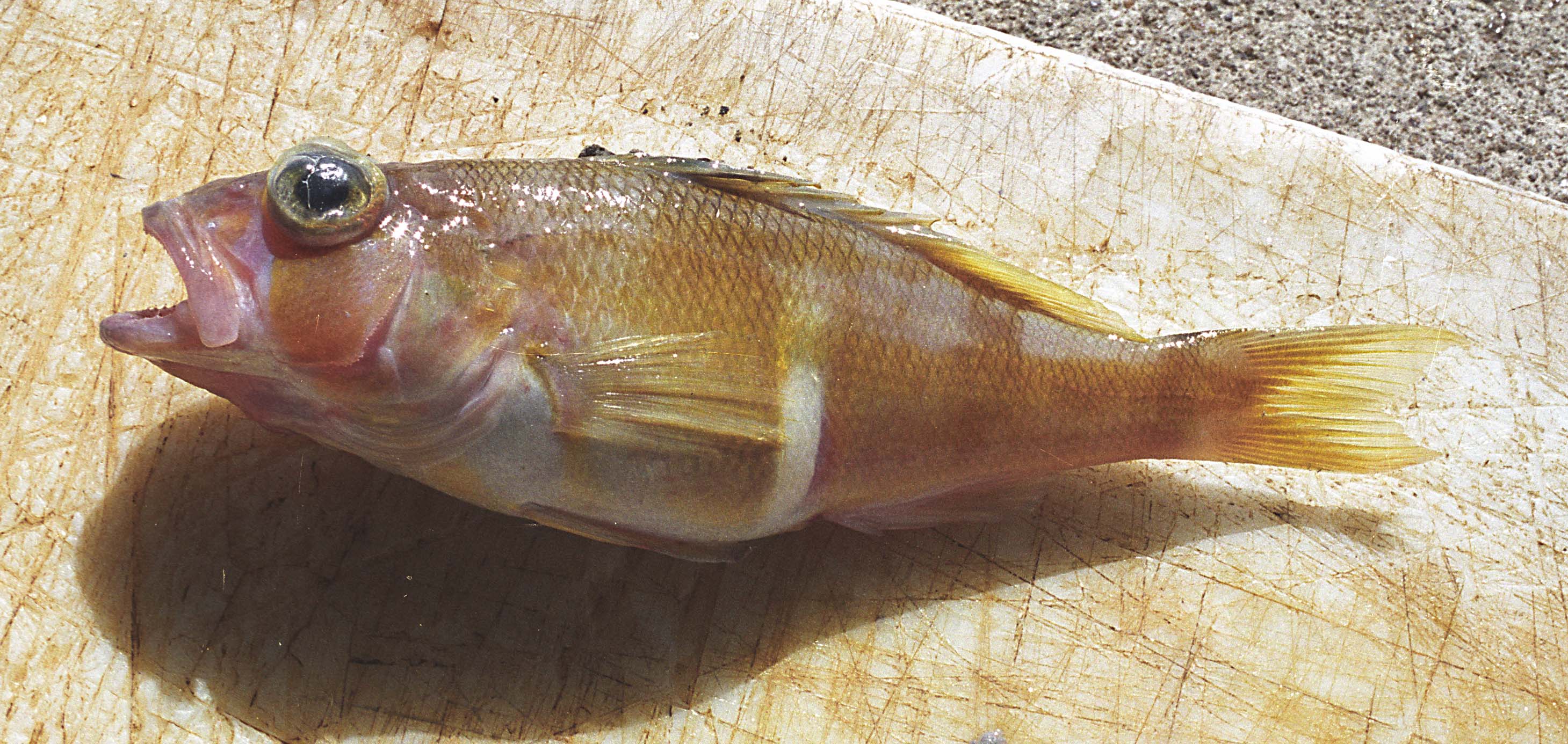 Serranus phoebe