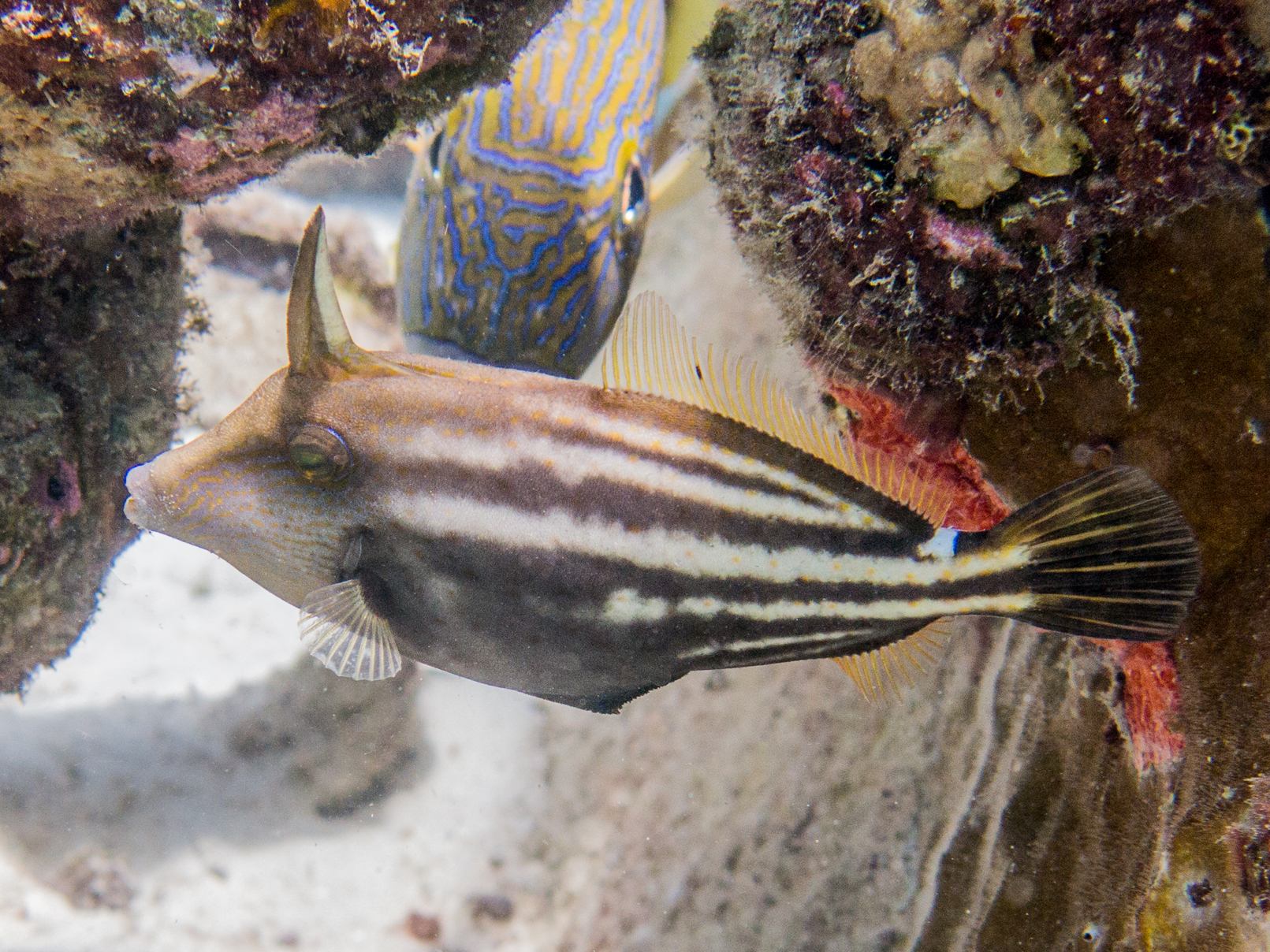 Cantherhines pullus