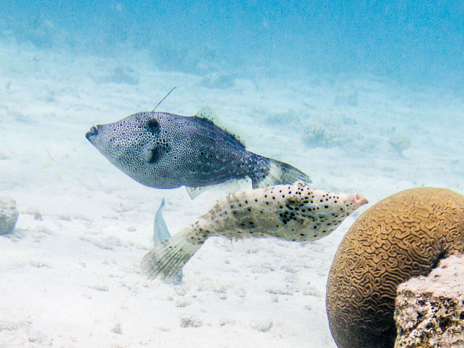 Scribbled Leatherjacket Filefish