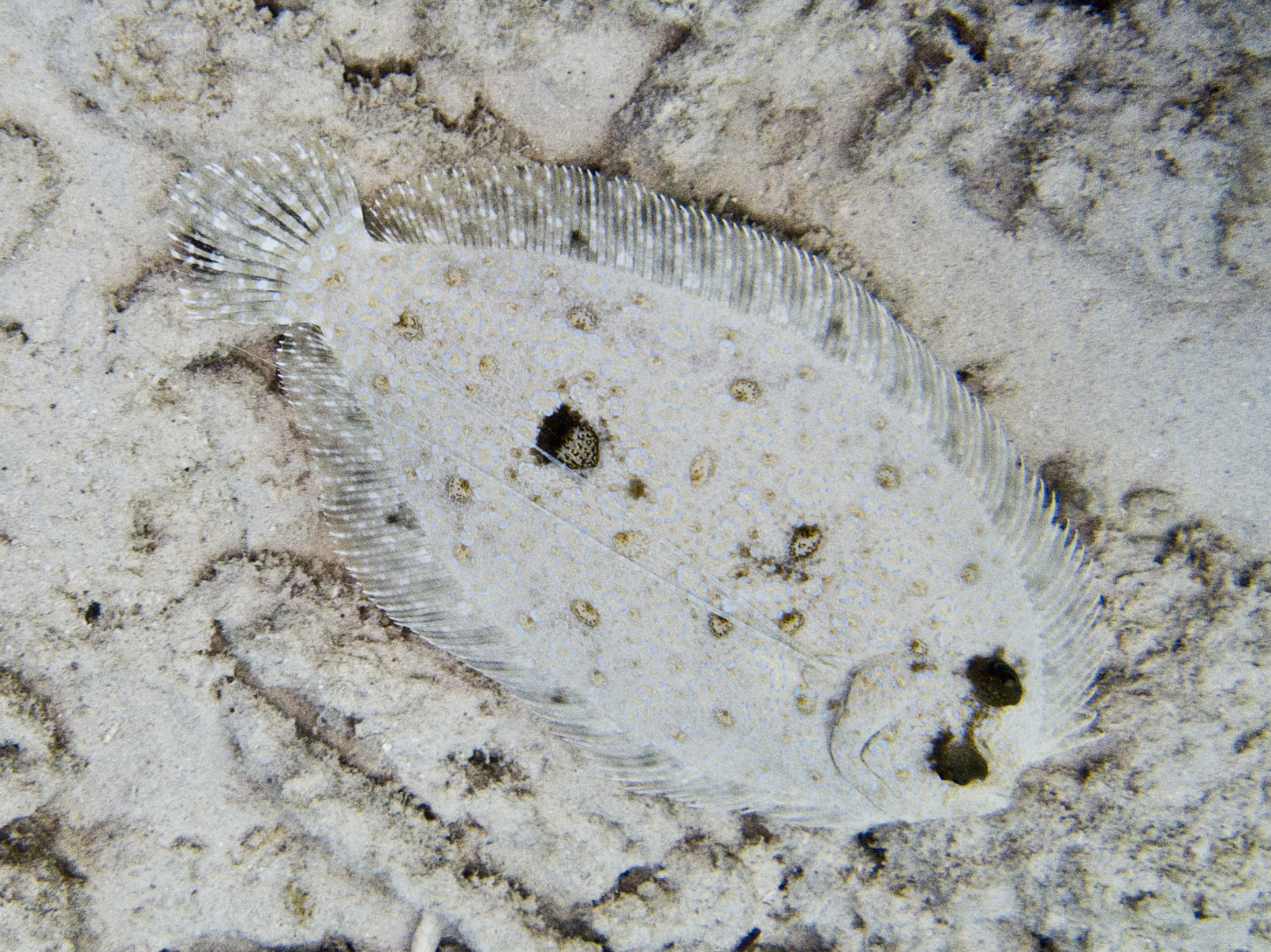 Bothus maculiferus