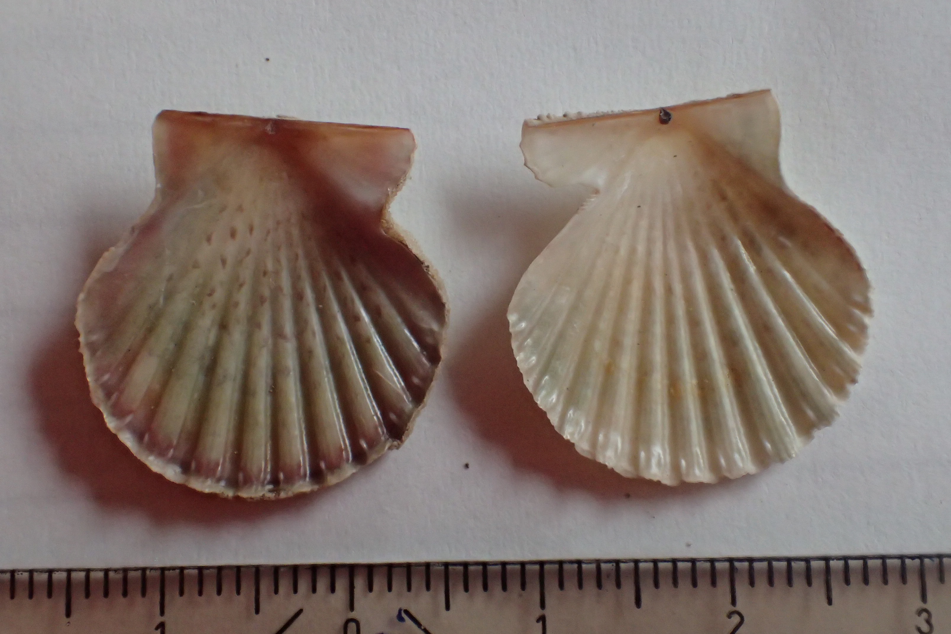 Antillipecten antillarum