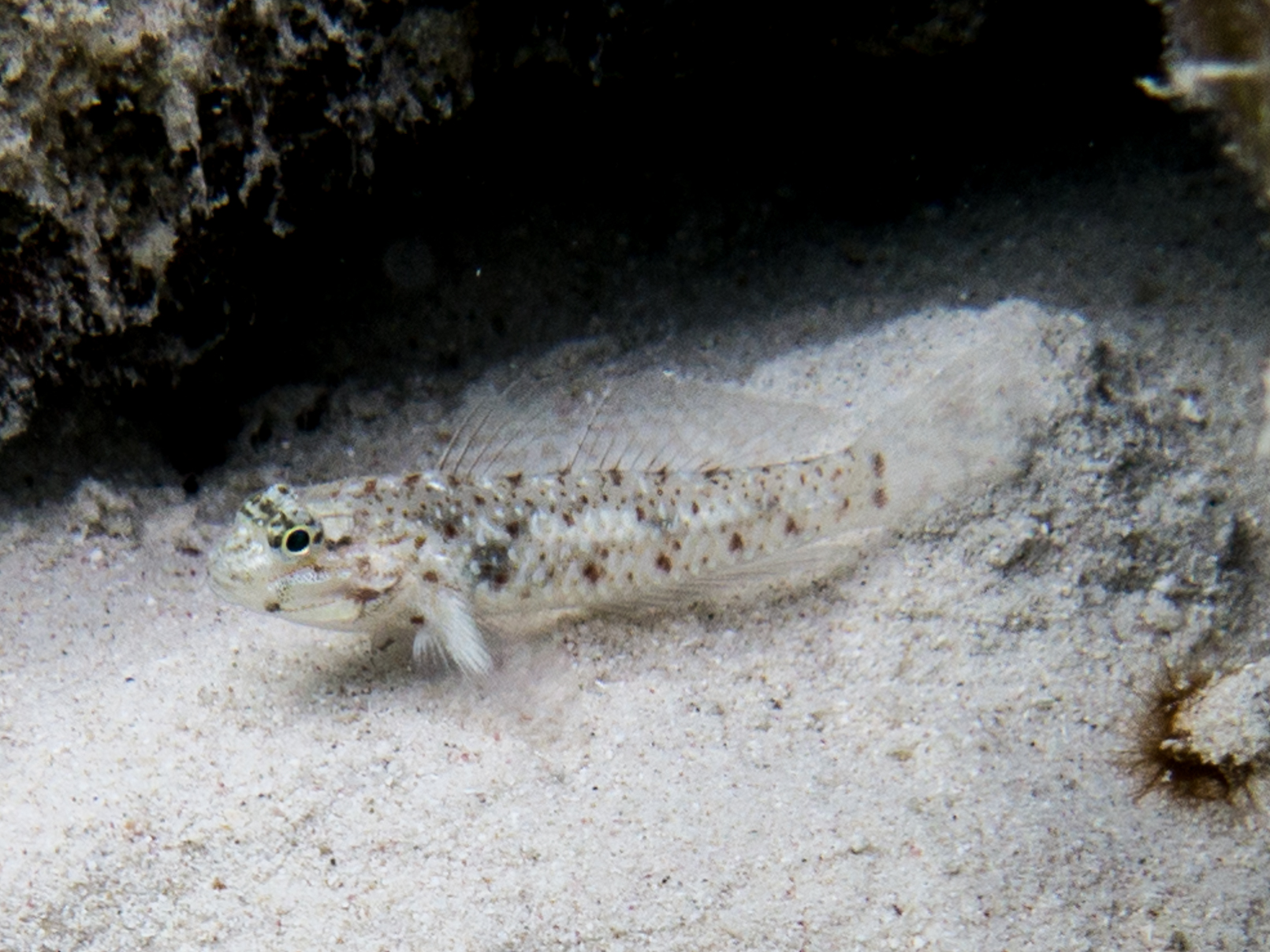 Coryphopterus dicrus