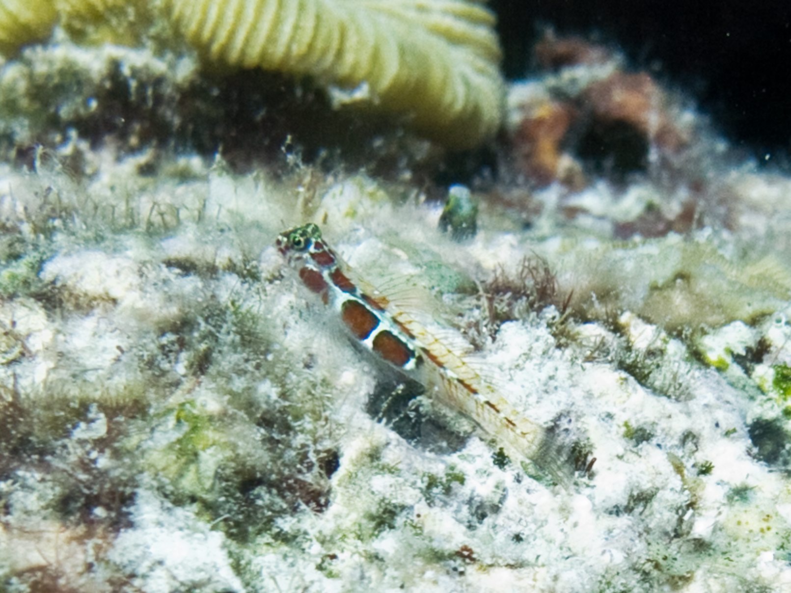 Orangesided Goby