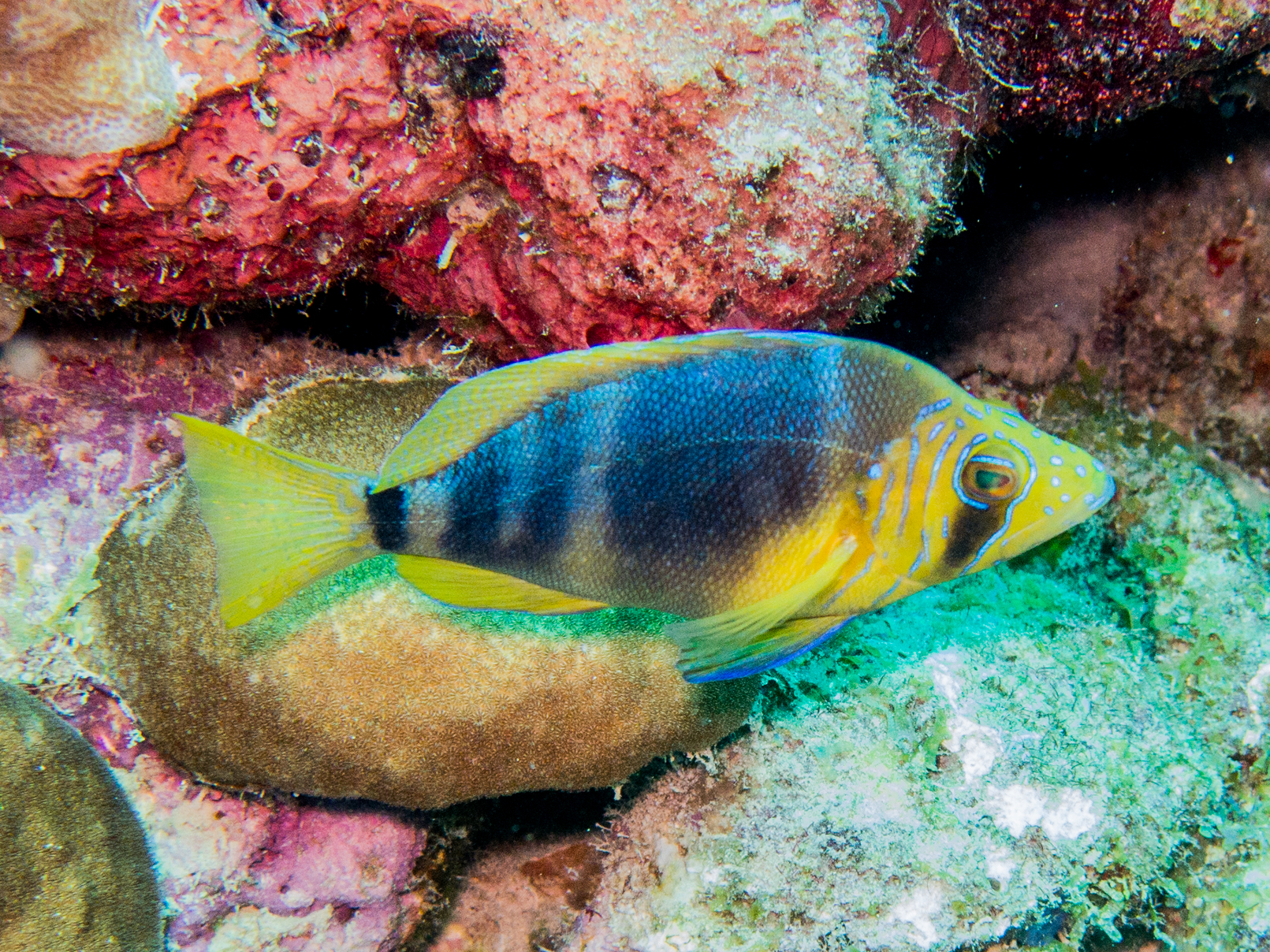 Hypoplectrus puella