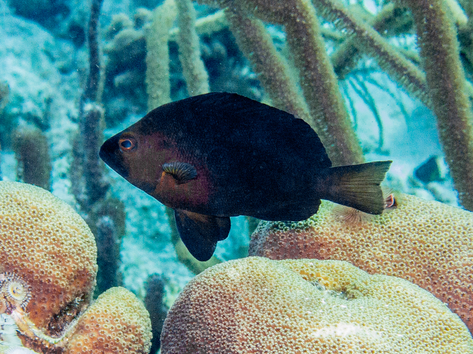 Hypoplectrus nigricans