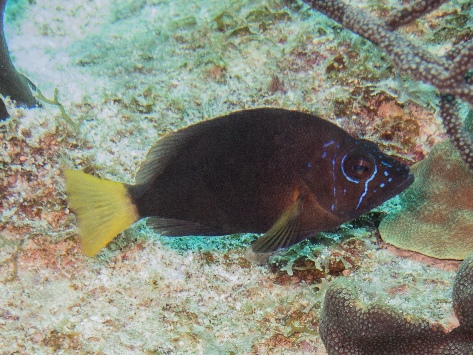 Hypoplectrus chlorurus