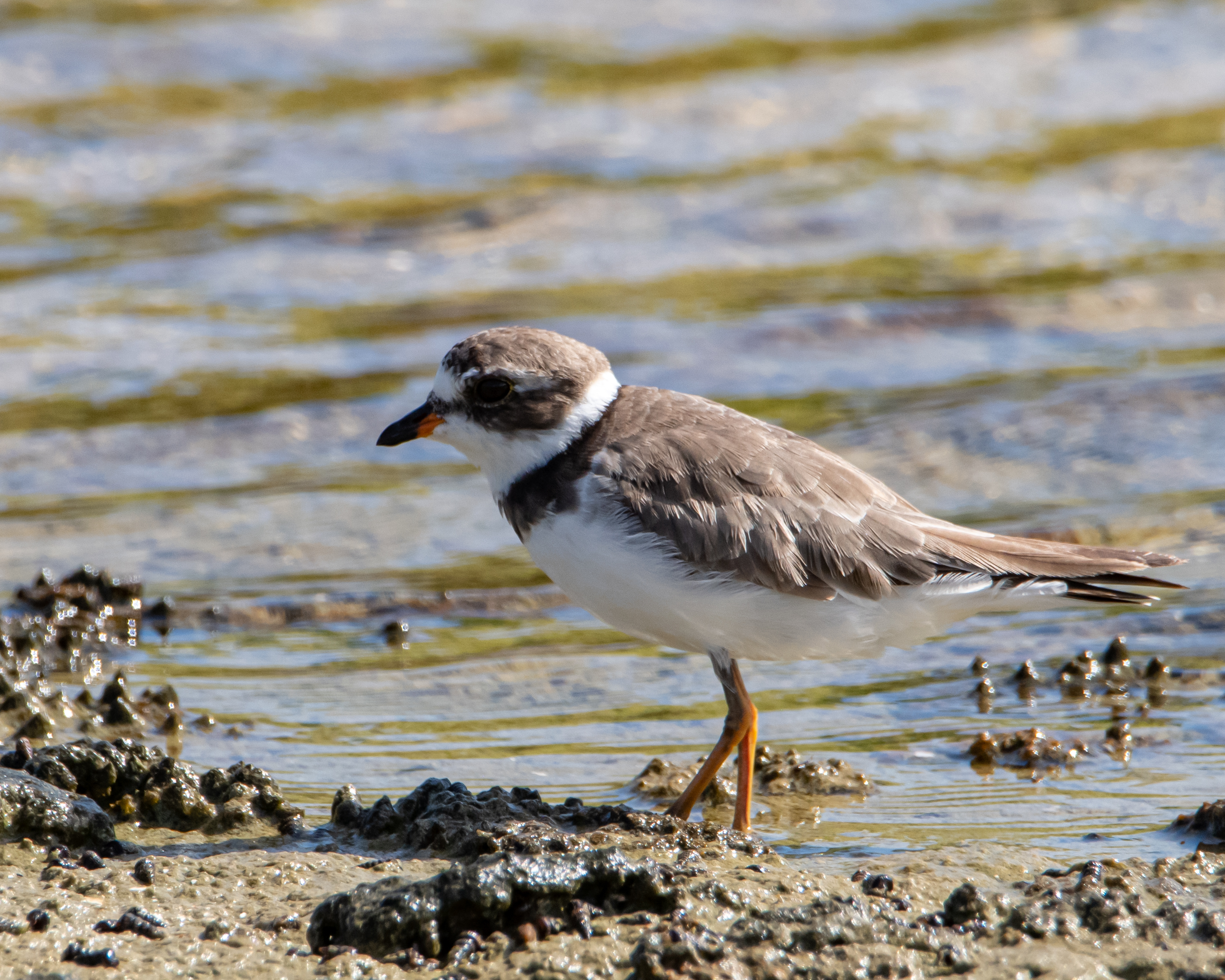 Species photo 8