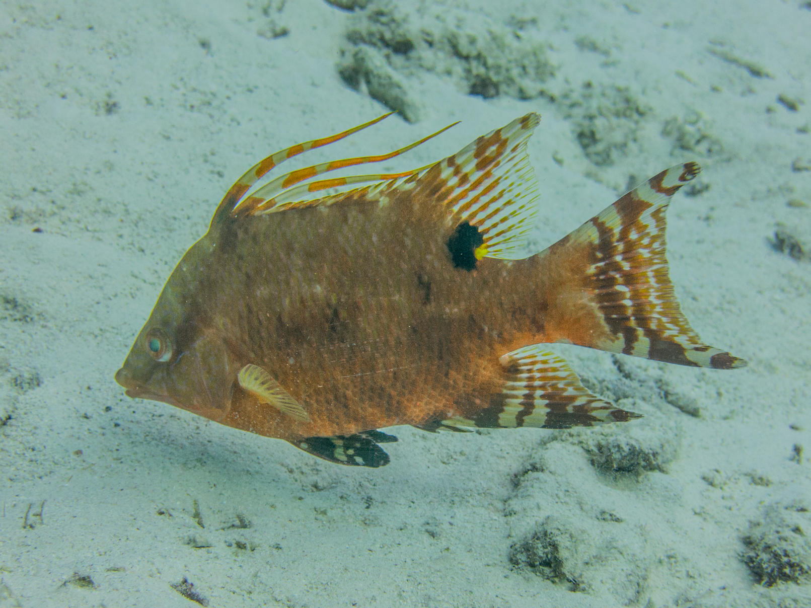 Hogfish