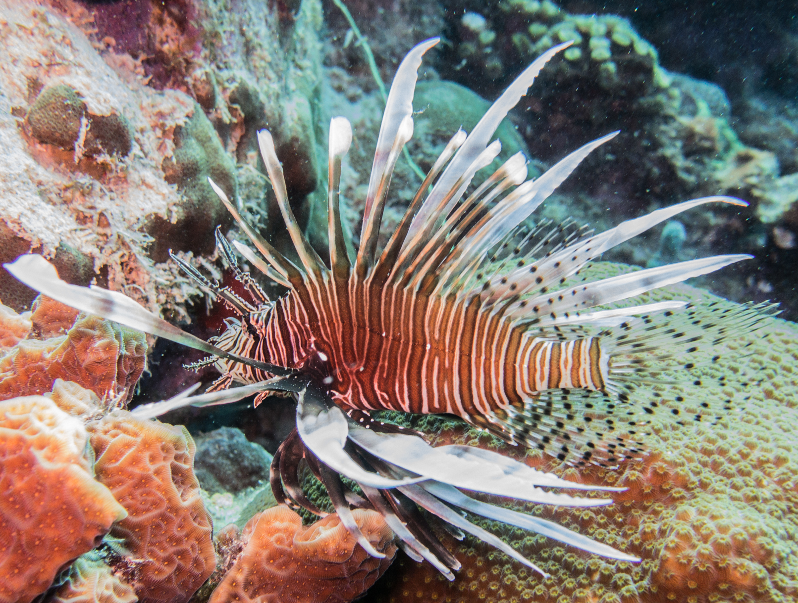 Red Lionfish