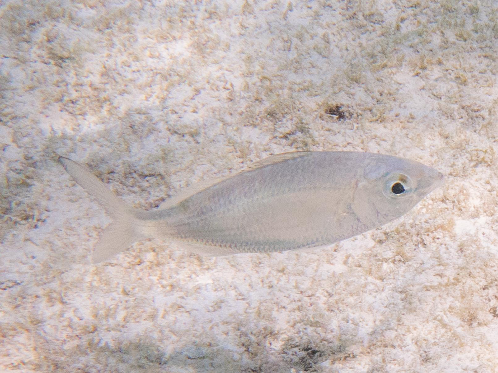 Mottled Mojarra