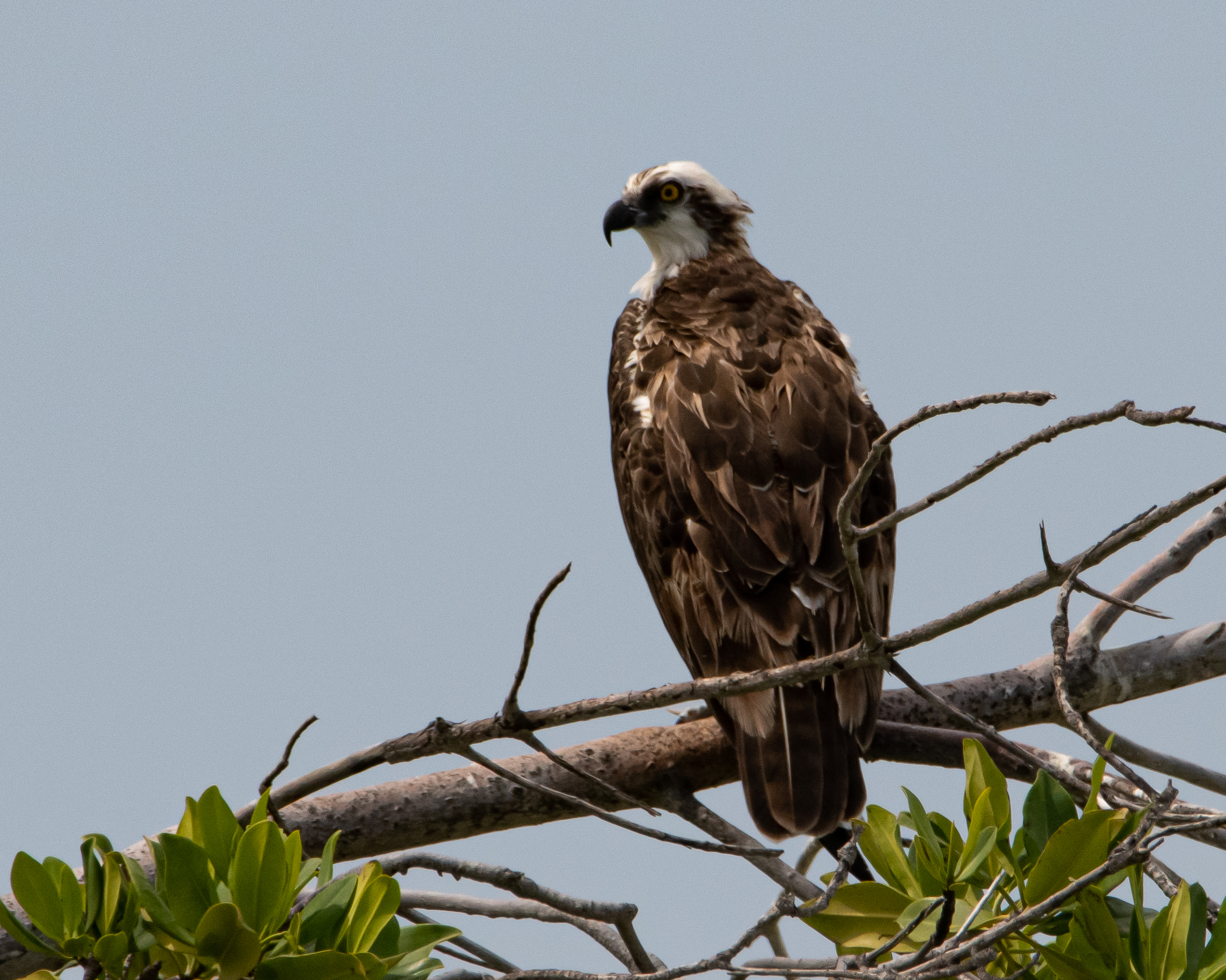 Species photo 11