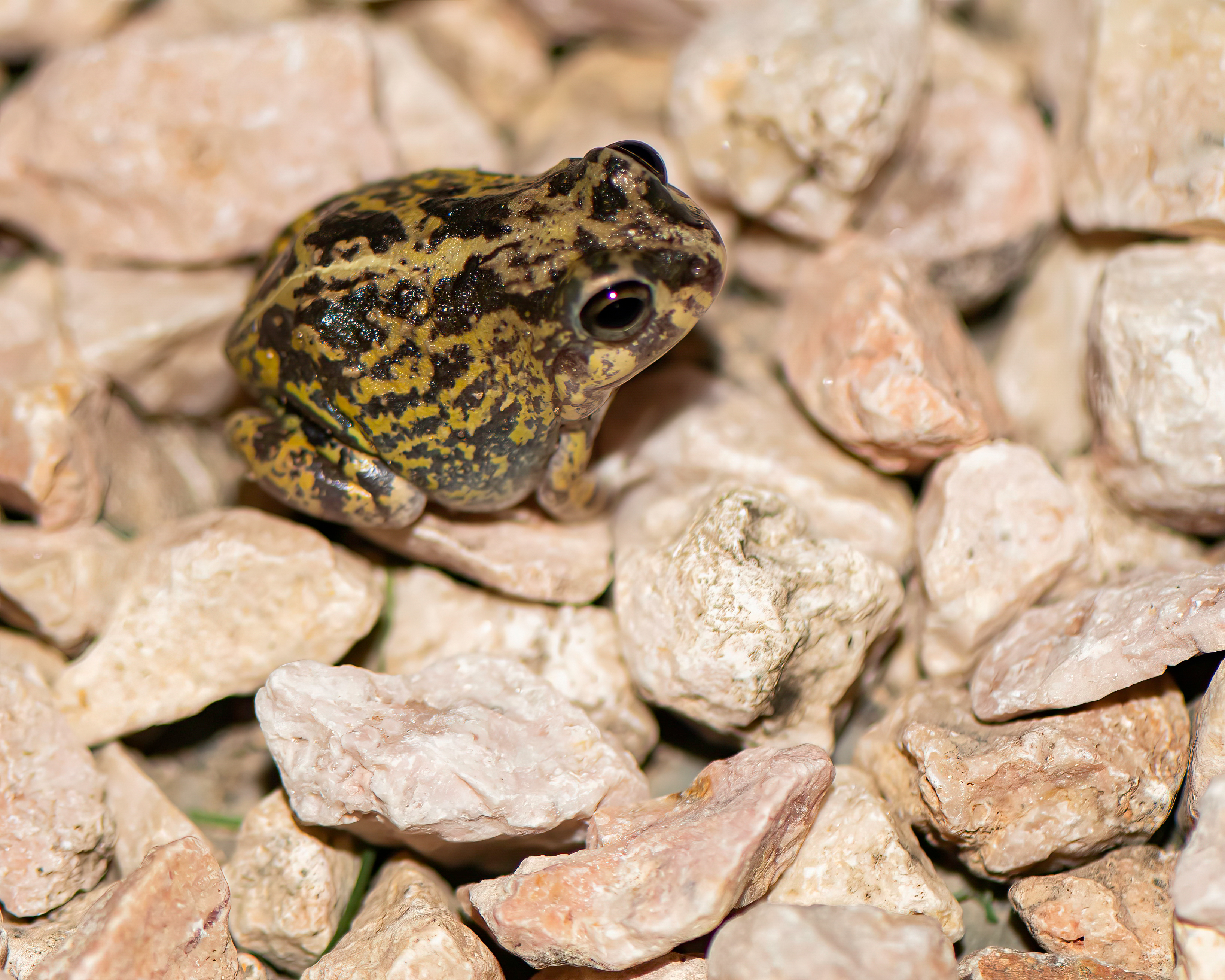 Species photo 8