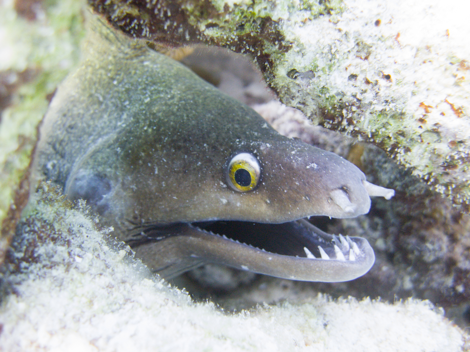 Gymnothorax vicinus