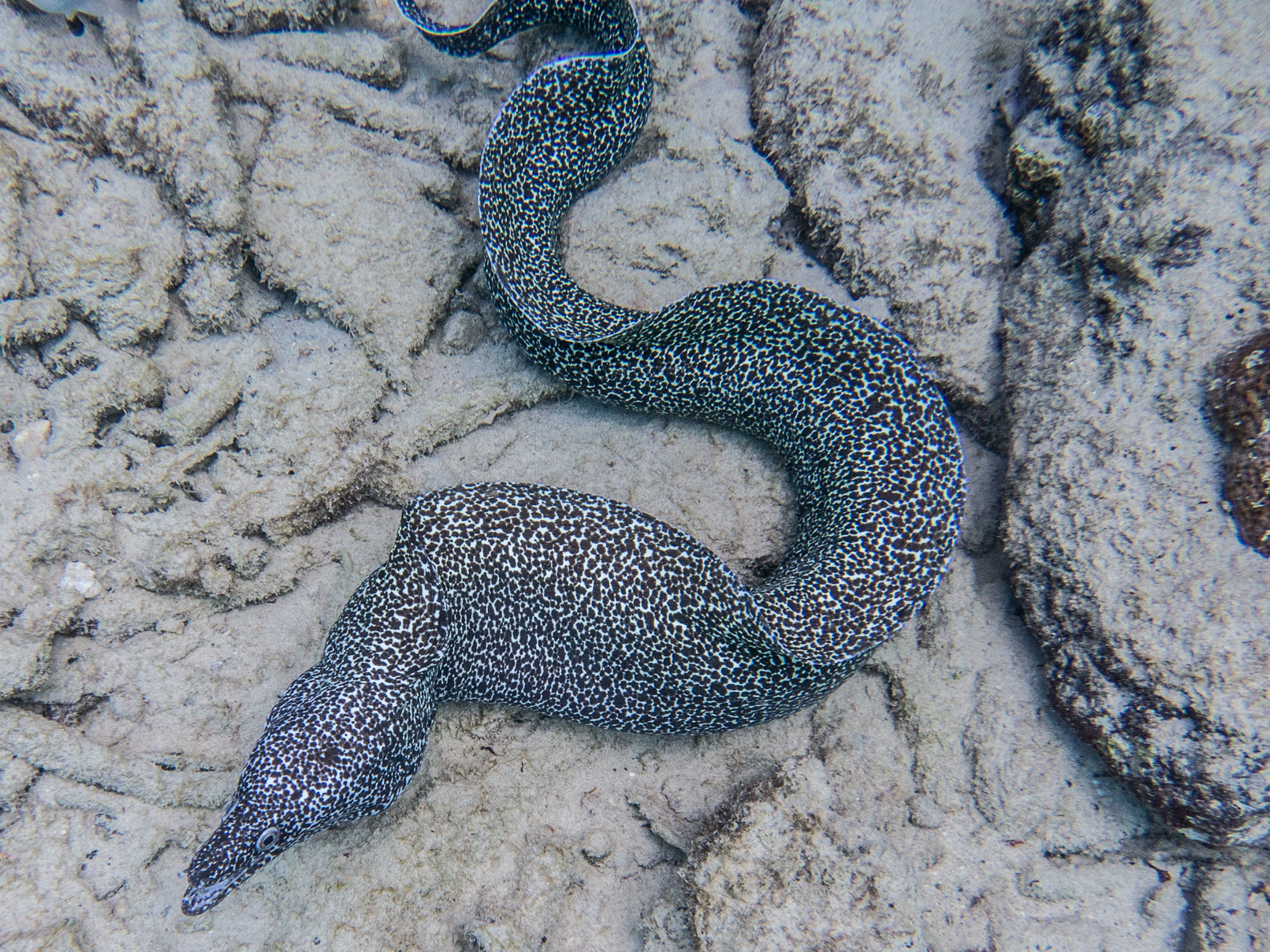 Spotted Moray