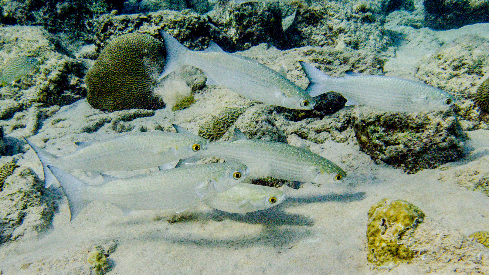 Mugil rubrioculus