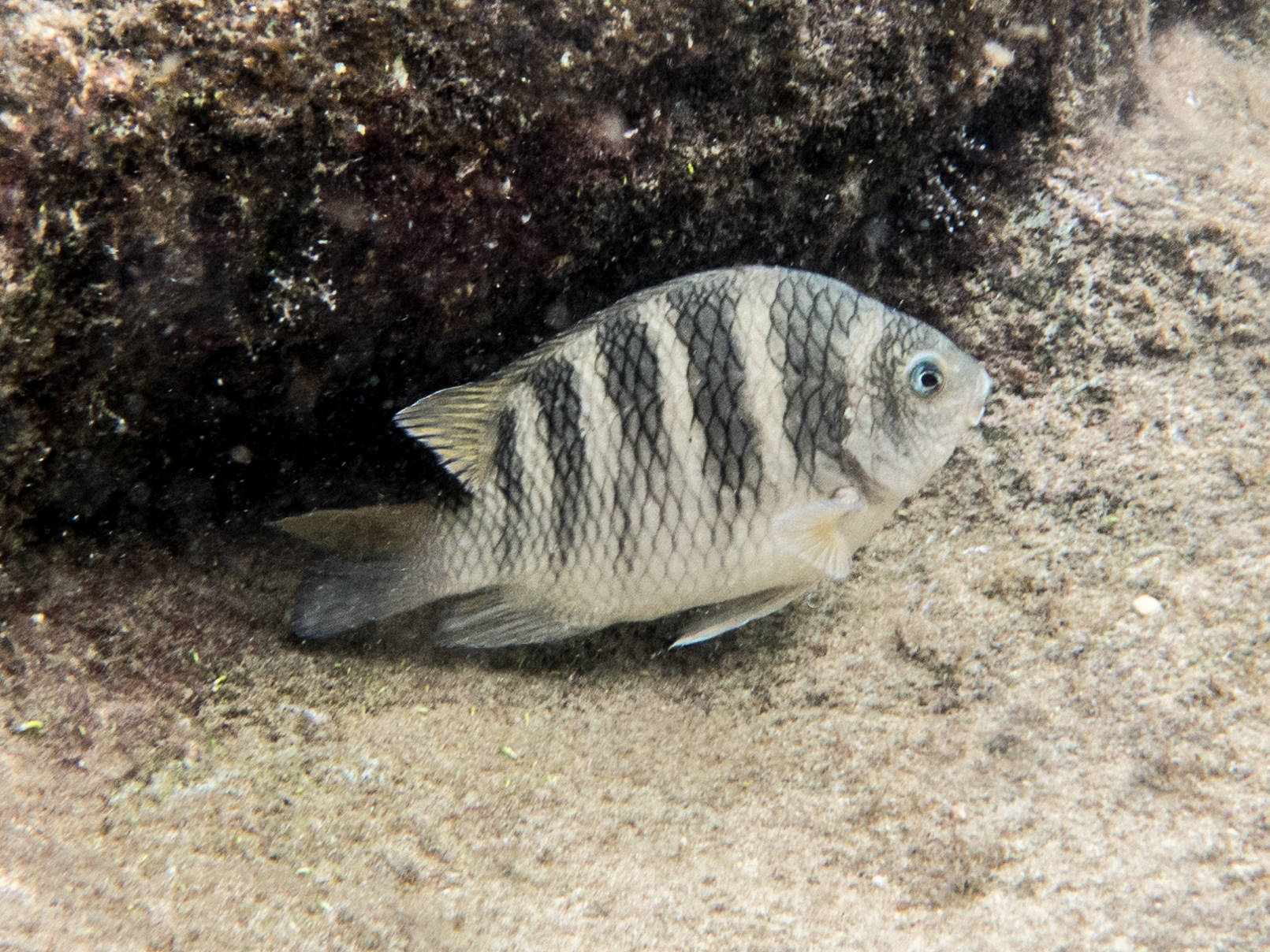 Abudefduf taurus