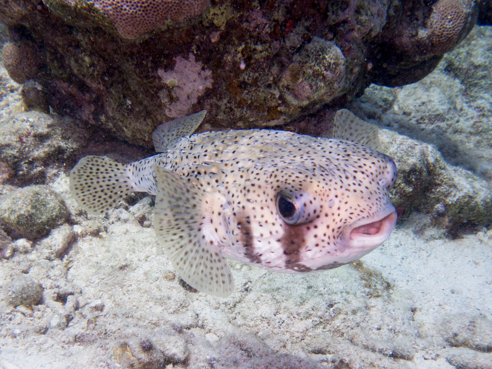 Spot-fin Porcupinefish