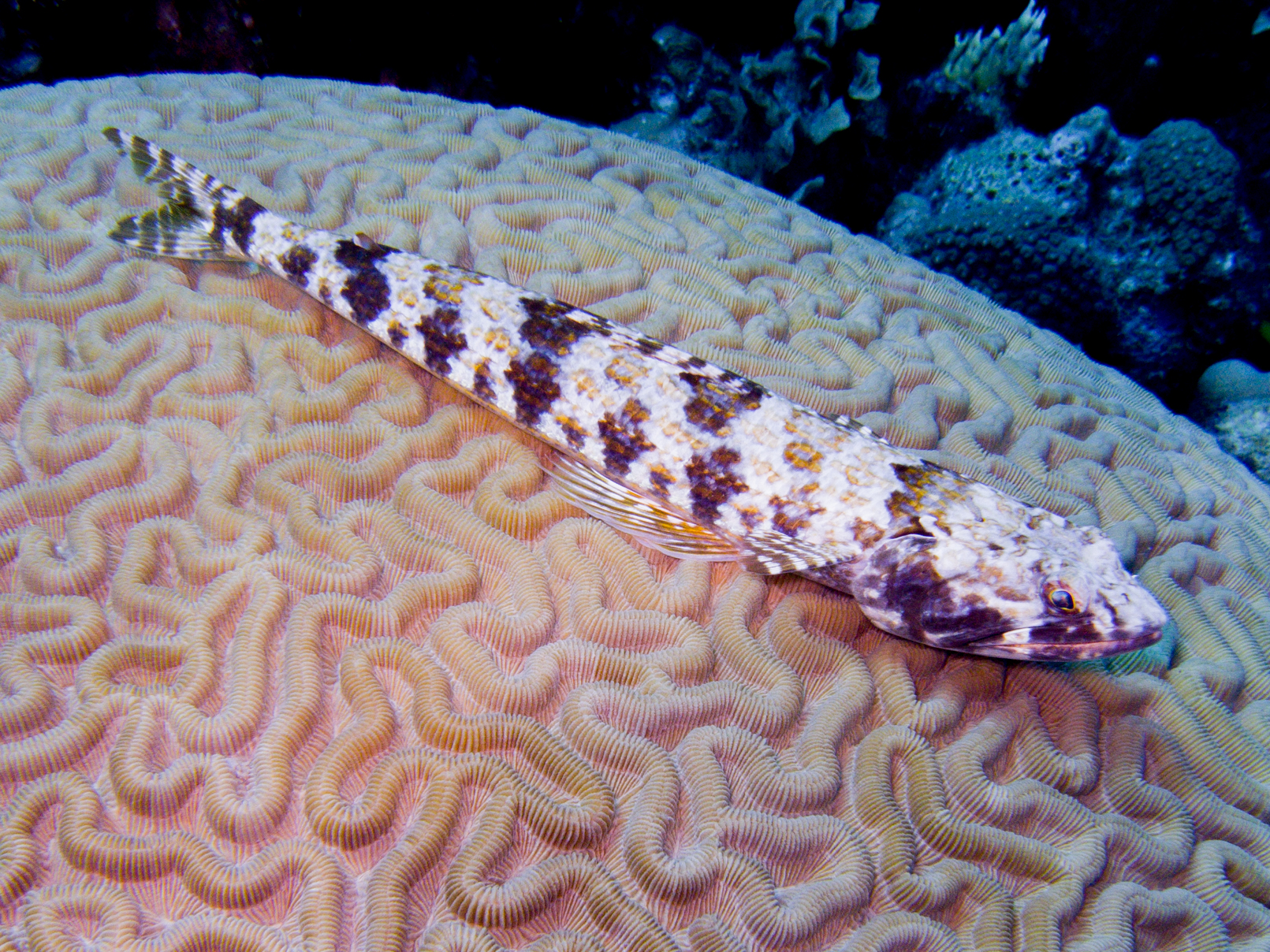 Species photo 8