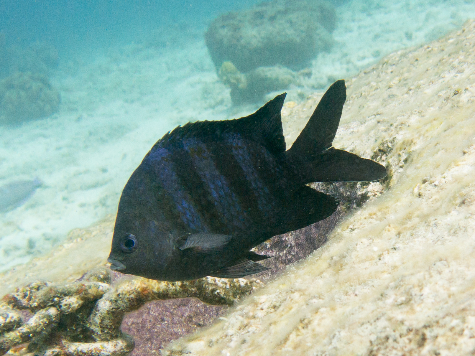 Abudefduf saxatilis