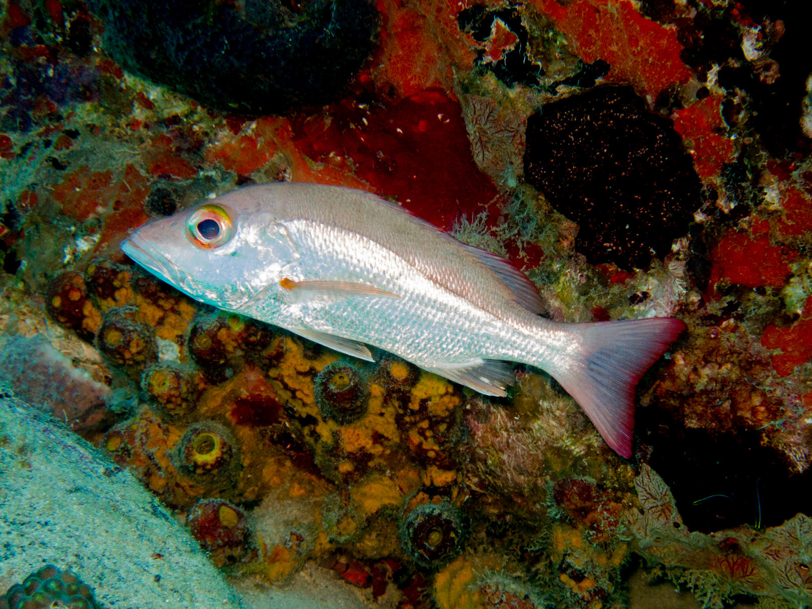Lutjanus mahogoni