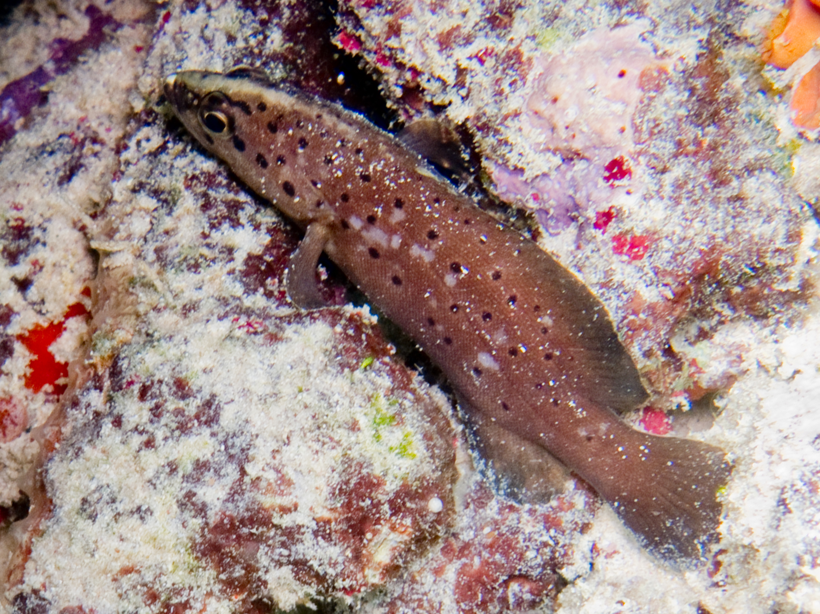 Rypticus subbifrenatus