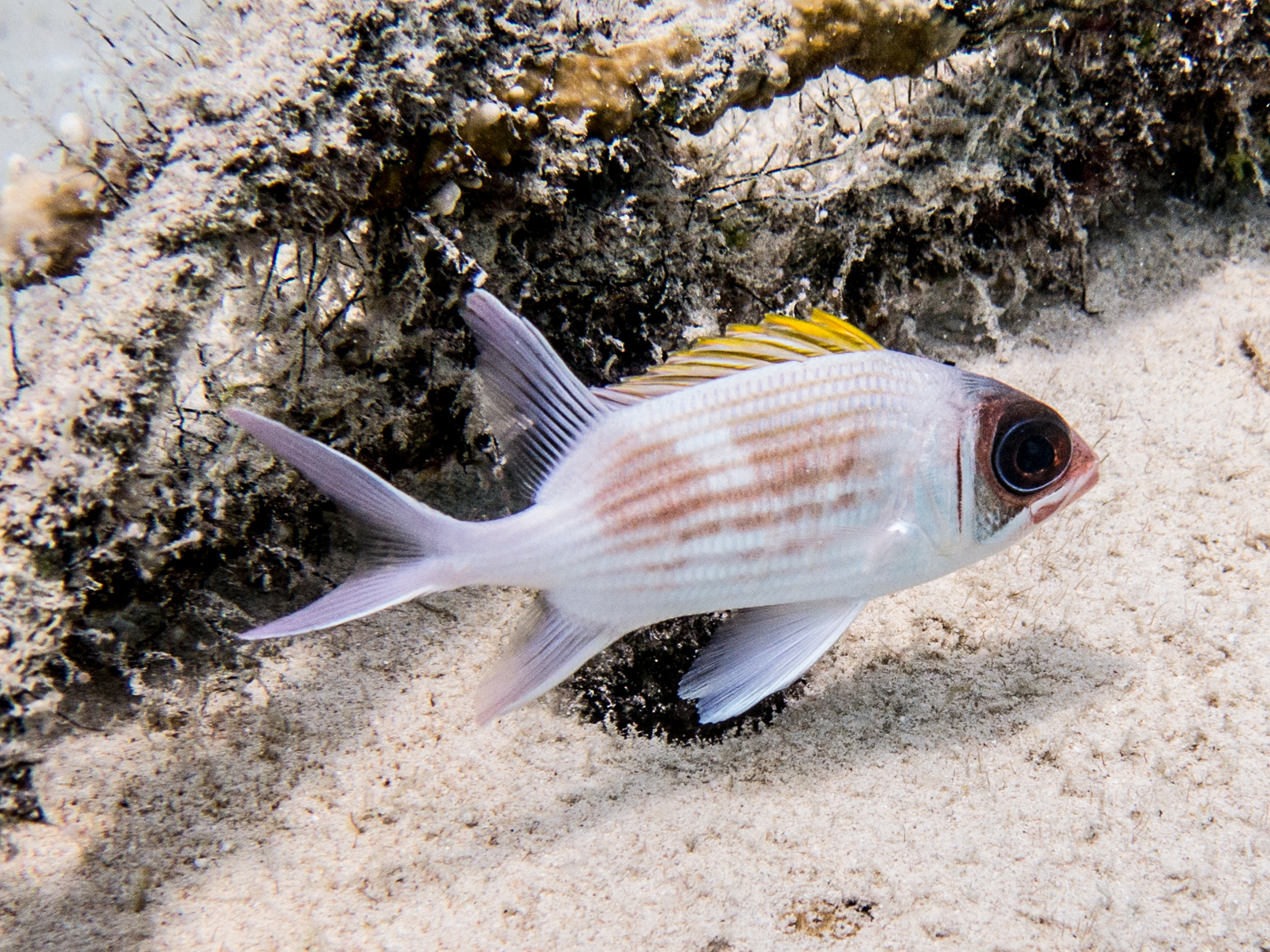 Holocentrus adscensionis