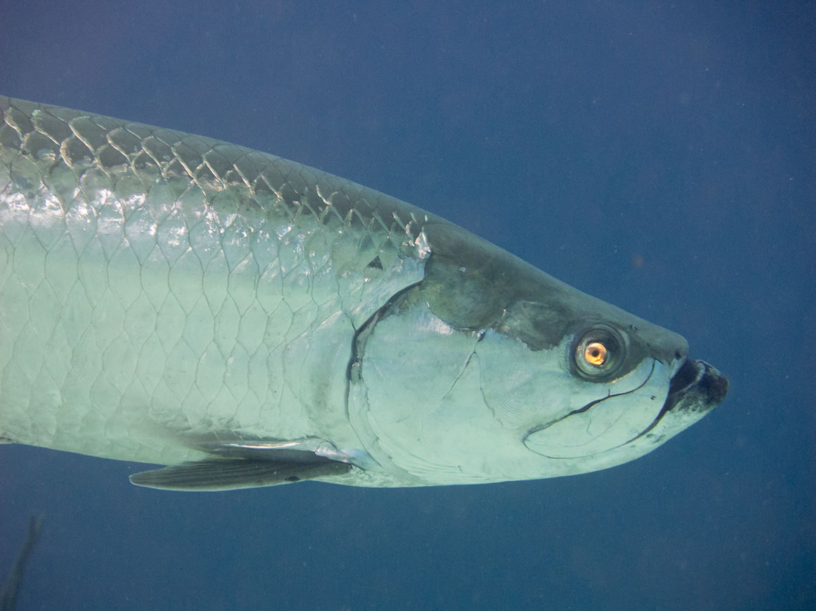 Atlantic Tarpon