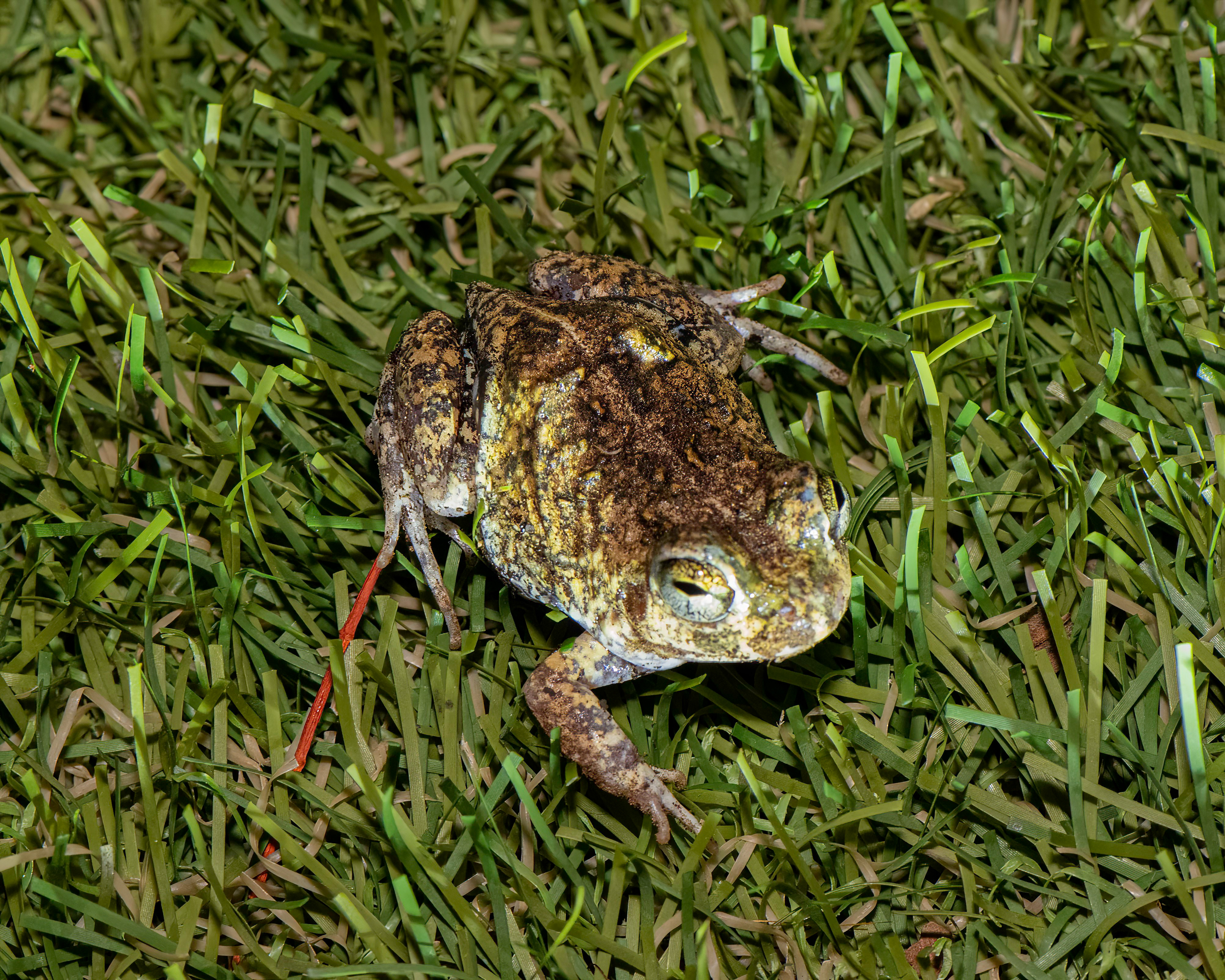 Species photo 11
