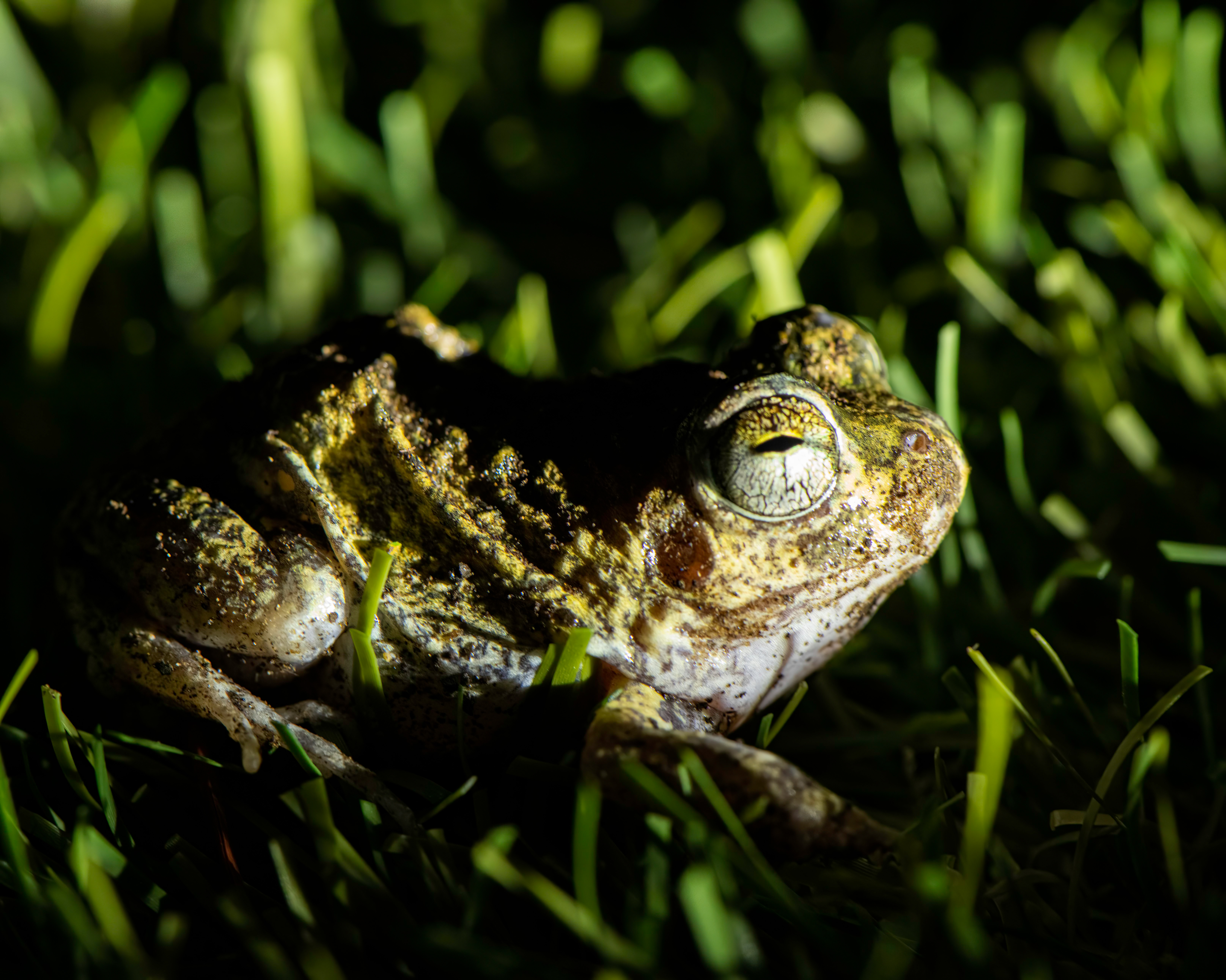 Species photo 7