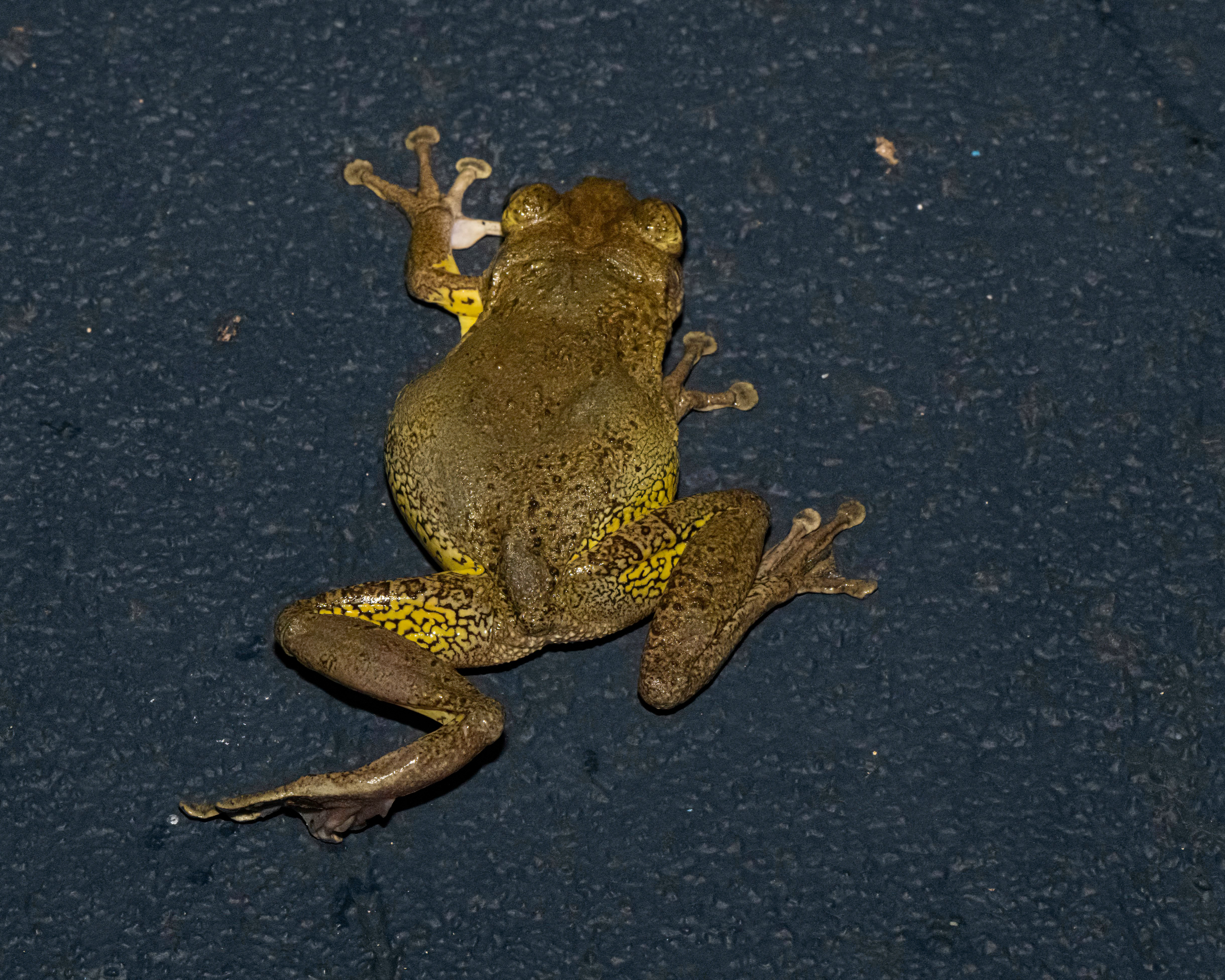 Species photo 12